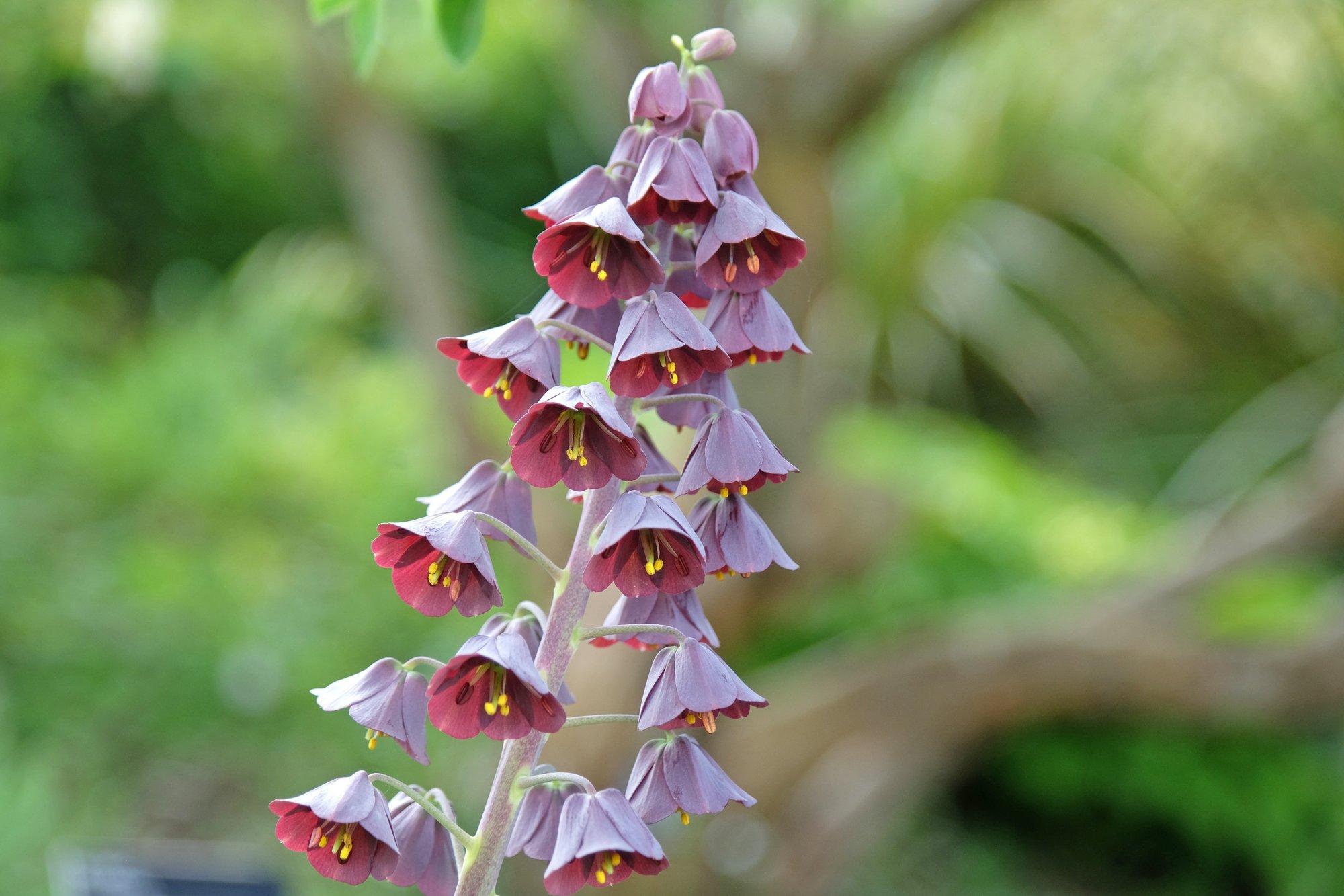 Pärsia püvilill paelub lõhnavate õite ja sünge tooniga. Praegu on paras lillesibulad mulda panna