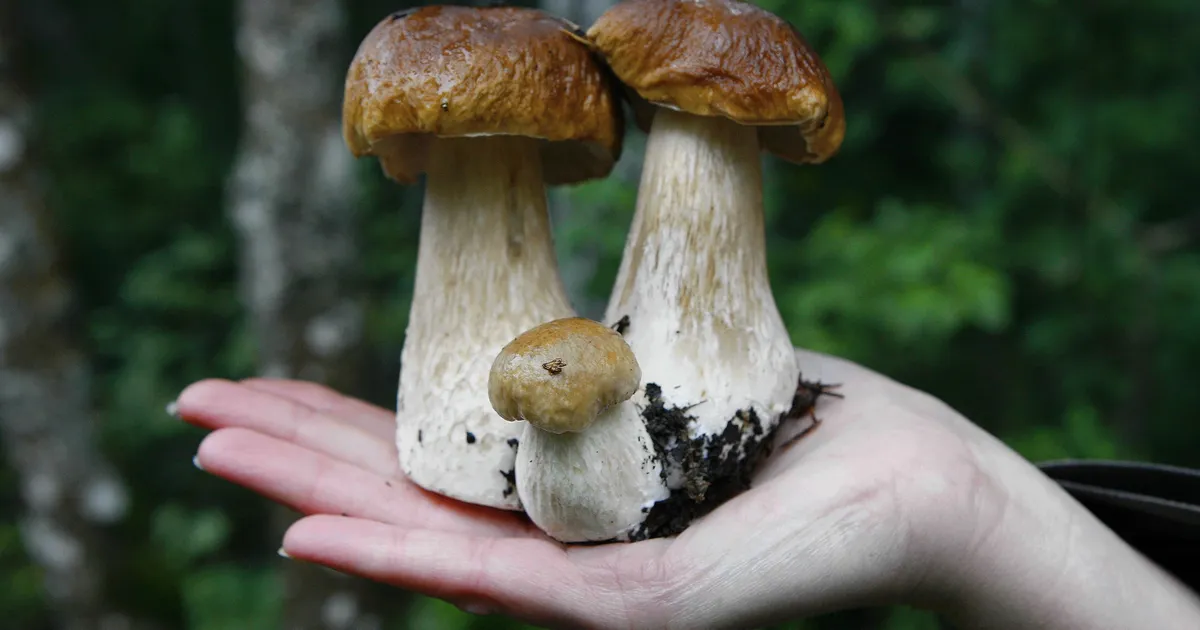 Septembris saab üle Eesti koguda seenetarkust