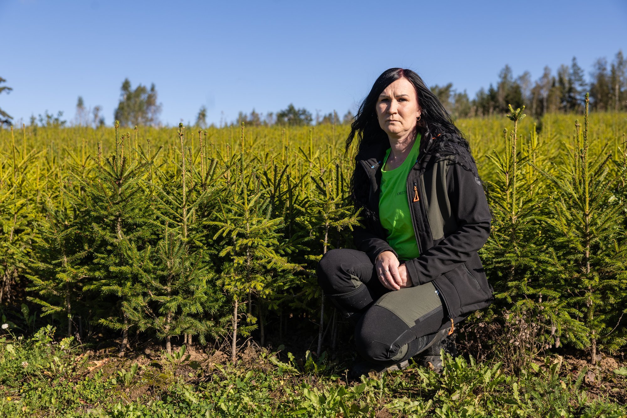 „Kallale läheks.“ Minister andis inimestele tasuta kuused, kuid hävitab ettevõtjate elutöö