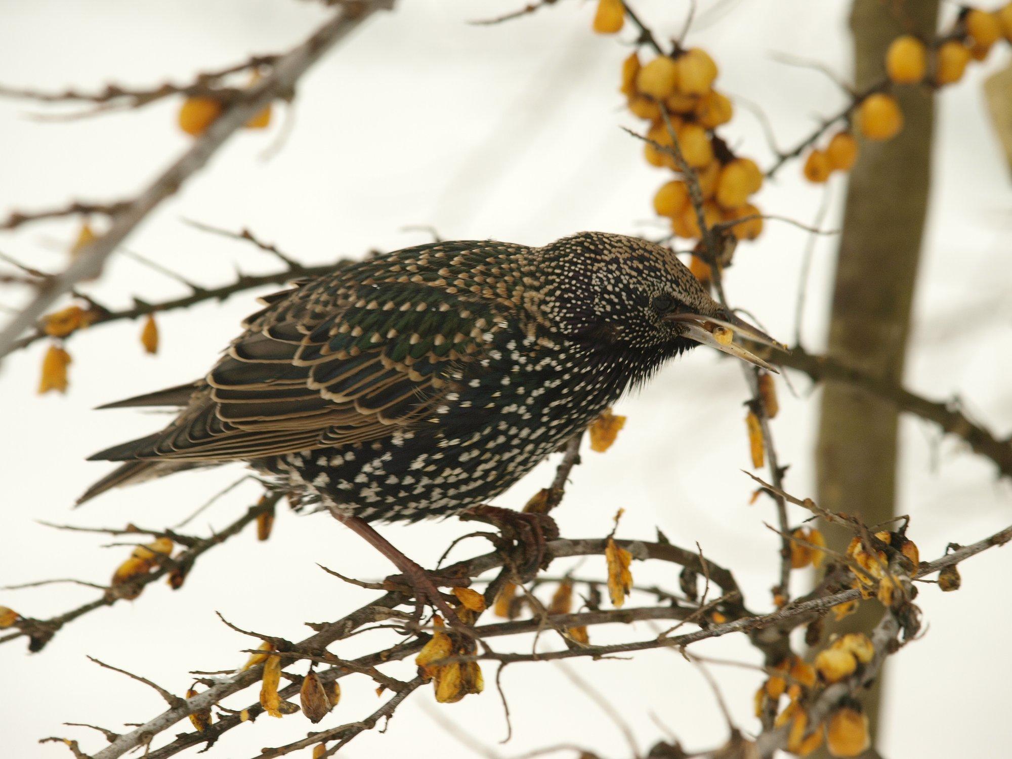 Klaaspinnaga põrkumine röövib massiliselt lindude elusid: tule appi ja aita neid säästa!