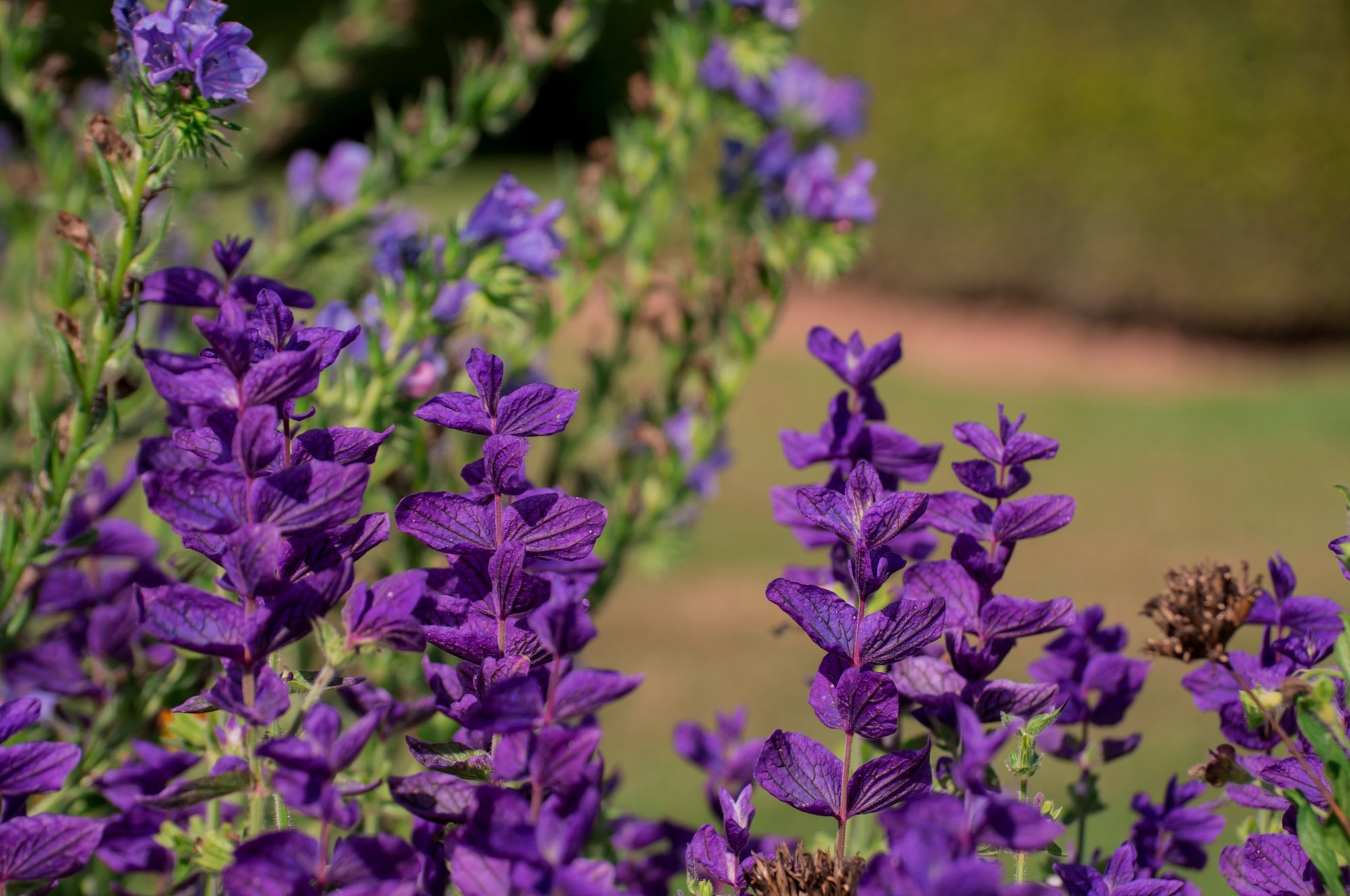 Kirju salvei kaunistab lillepeenart sügiseni, sobides ka vaasi ja talvisesse kuivseadesse
