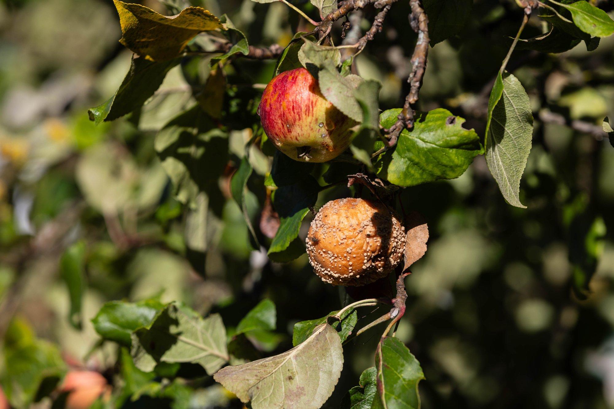 Mida ette võtta, kui õunad on koitanud või hakanud puu otsas mädanema? Spetsialist selgitab
