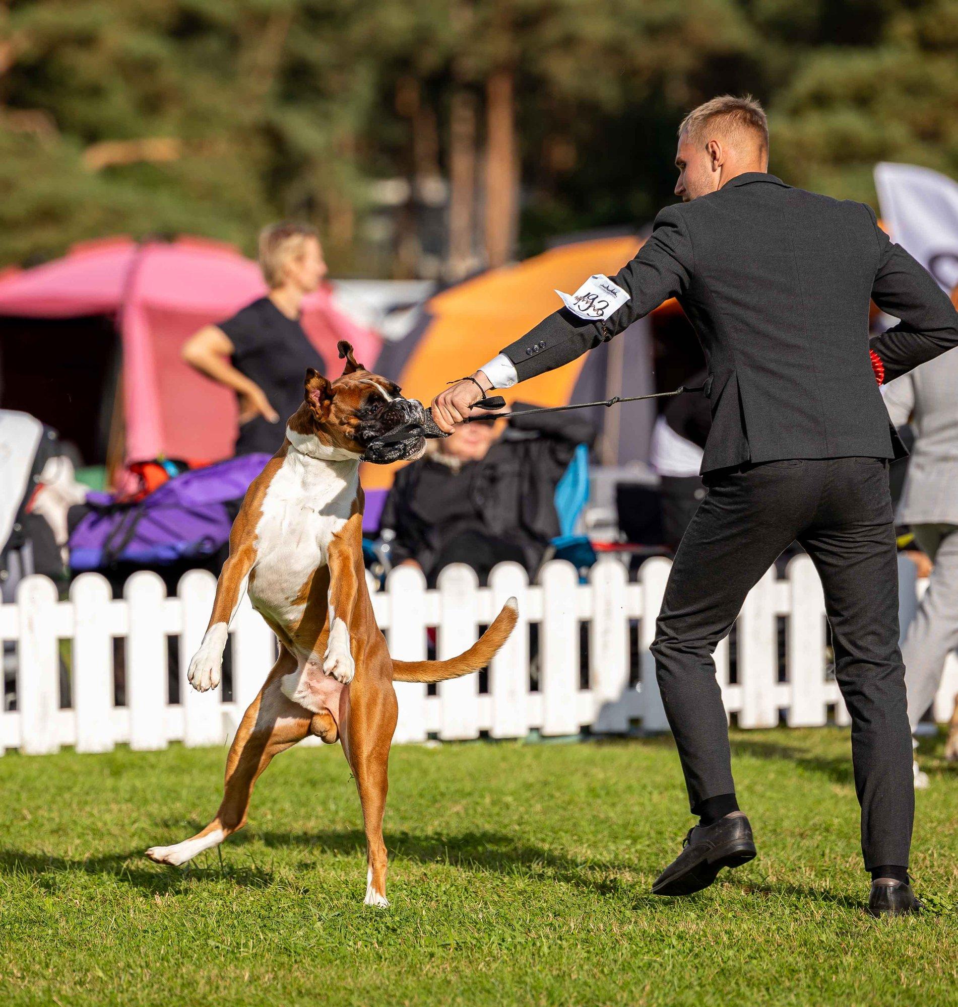 SUUR GALERII | Luigel näitasid oma kaunidust tõelised koeriludused