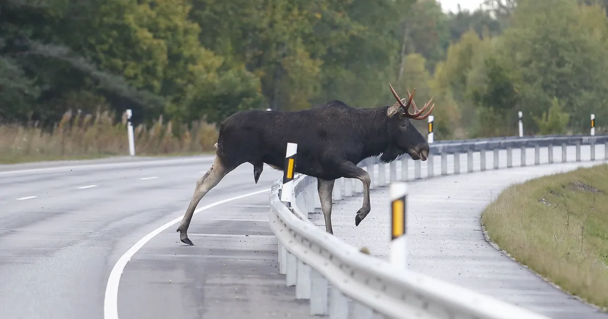 Teele jooksnud põdra pärast lõppes autosõit kraavis