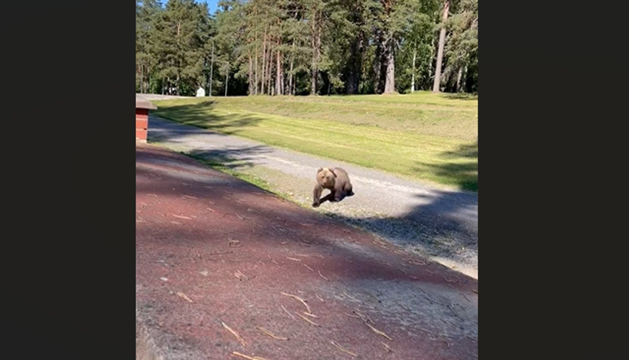 VIDEO | Paanikas karupoeg otsis Alutaguse surnuaial taga oma ema