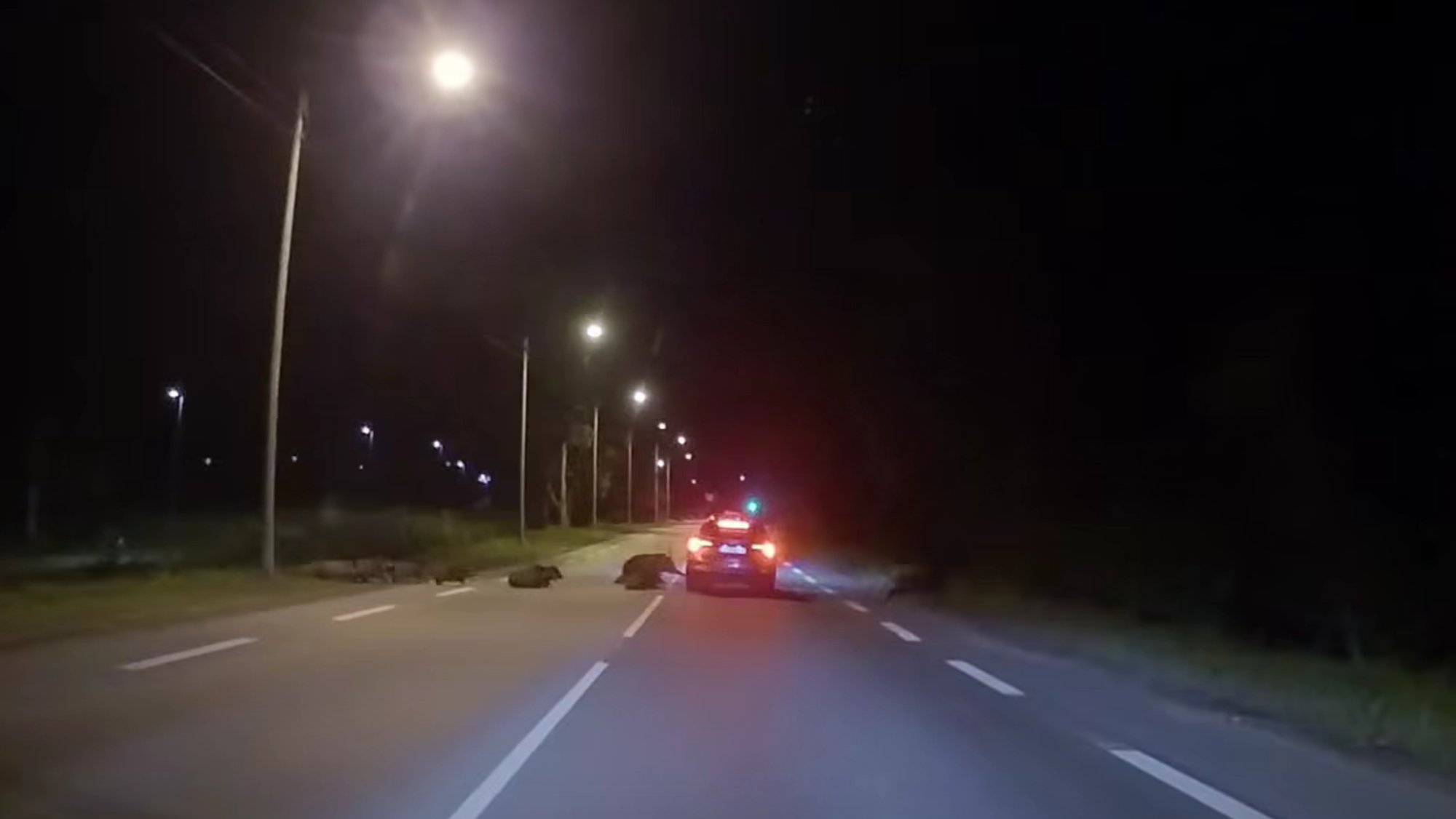 VIDEO | Suur ehmatus! Tallinna piiril jooksis autode ette kari metssigu