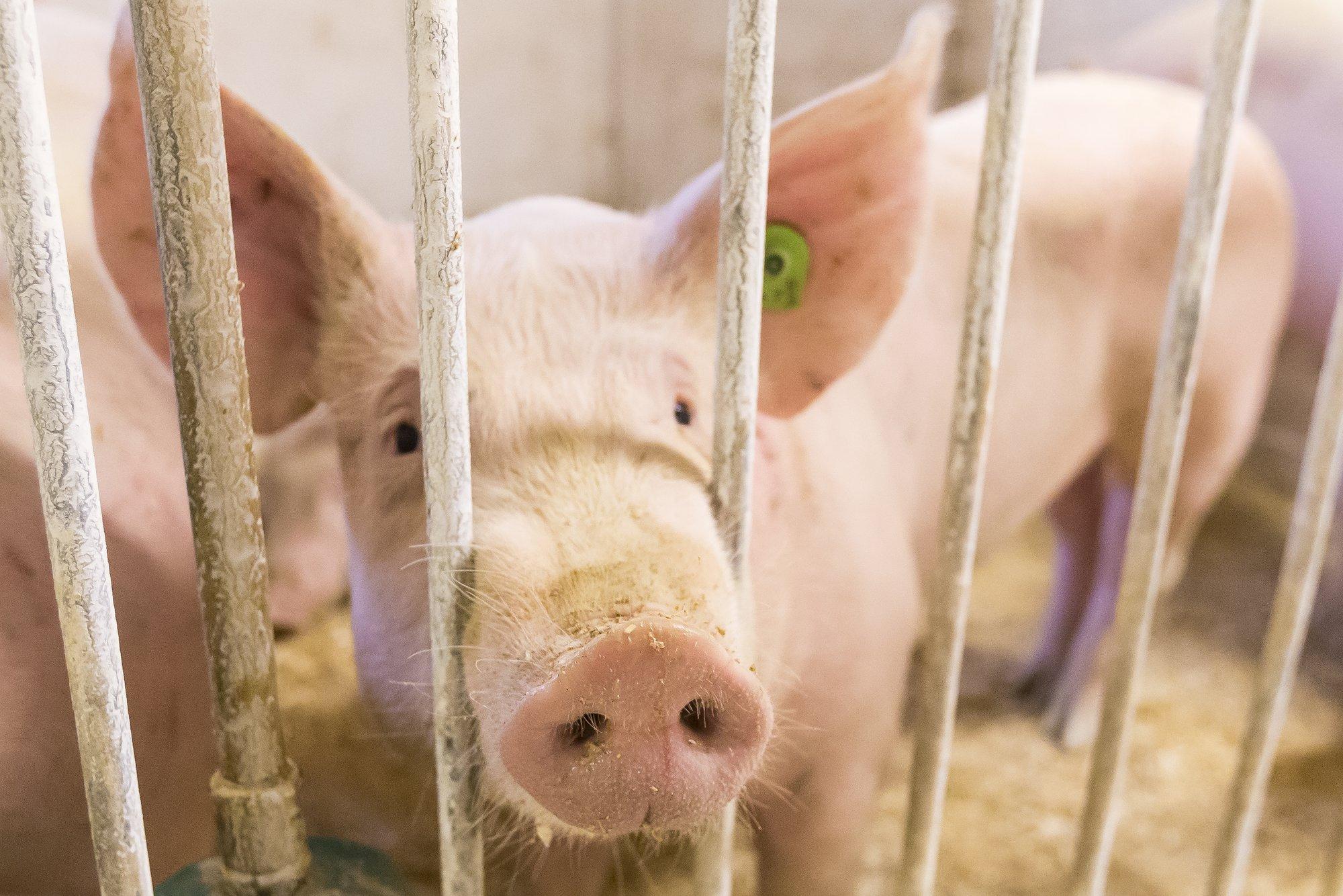 Kana ei suuda terves Euroopas sealiha asendada