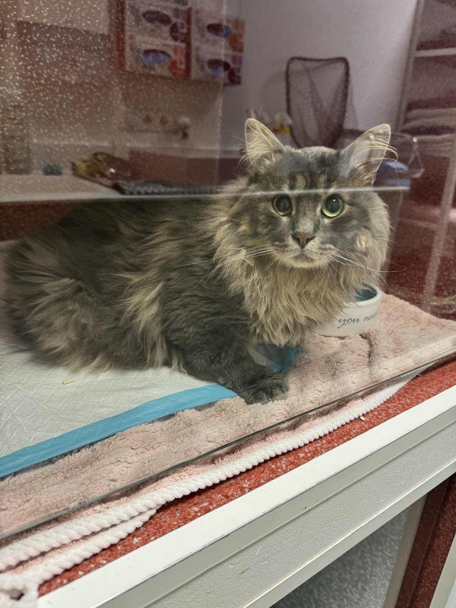 Omanik toitis noorukese kassi haigeks ja nõudis kliinikus hüsteeriliselt tema magama panemist