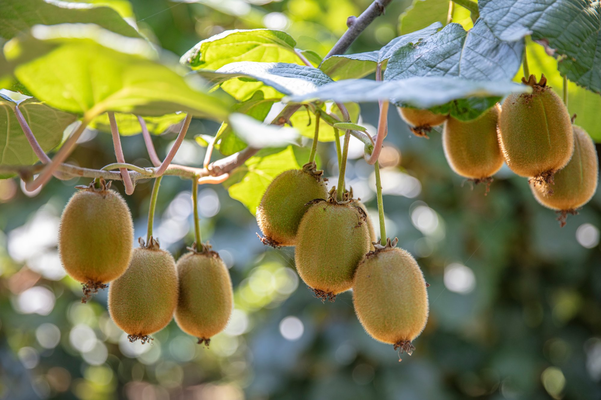 Uskumatu, aga tõsi: kiivid võivad kasvada ka Euroopas