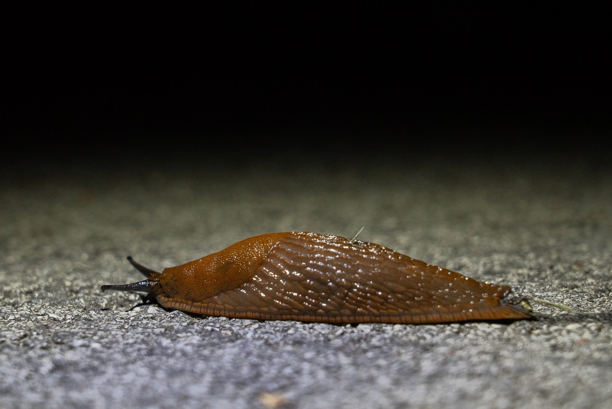 KIK jagab toetust võõrliikide tõrjeks, kuid hispaania teetigusid ei ole nimekirjas