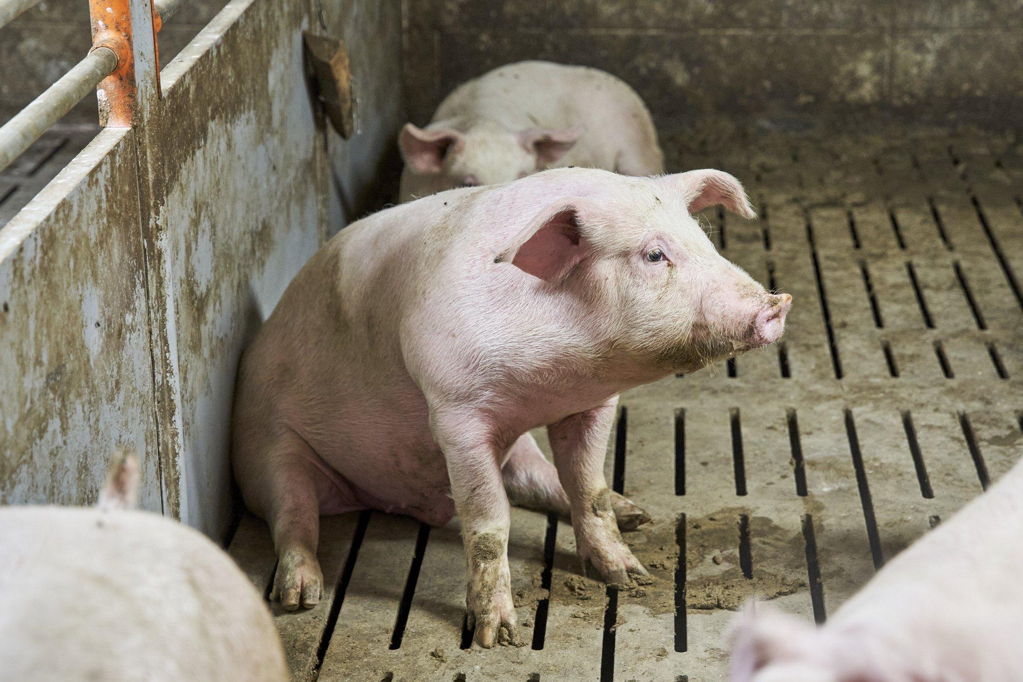 KAS TEADSID? | Sigade Aafrika katku tõttu hukatud sigade komposteerimine pole lubatud