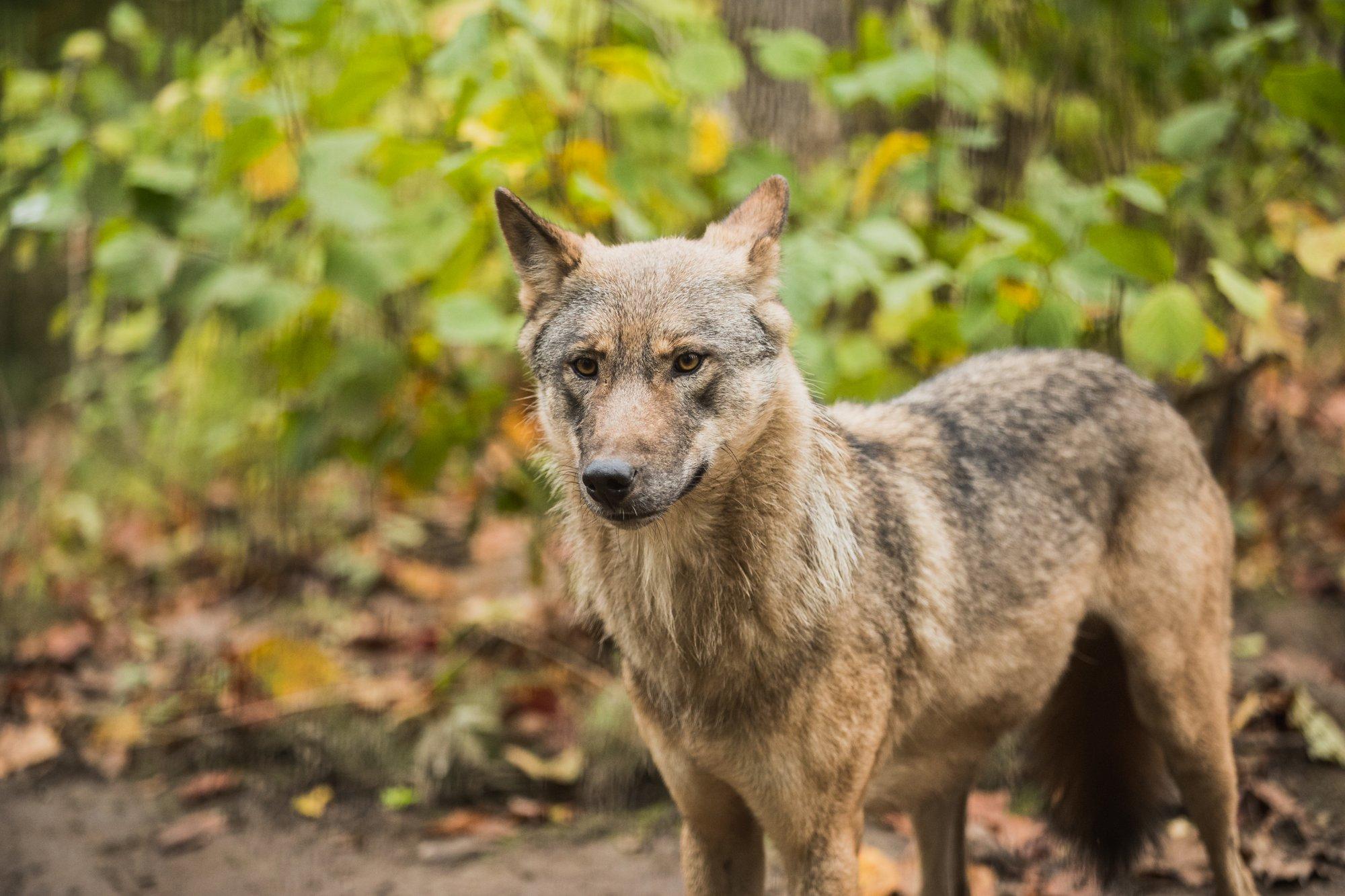 Huntide arvukus aina kasvab. Jahimehed: me ei suuda populatsiooni kontrolli all hoida