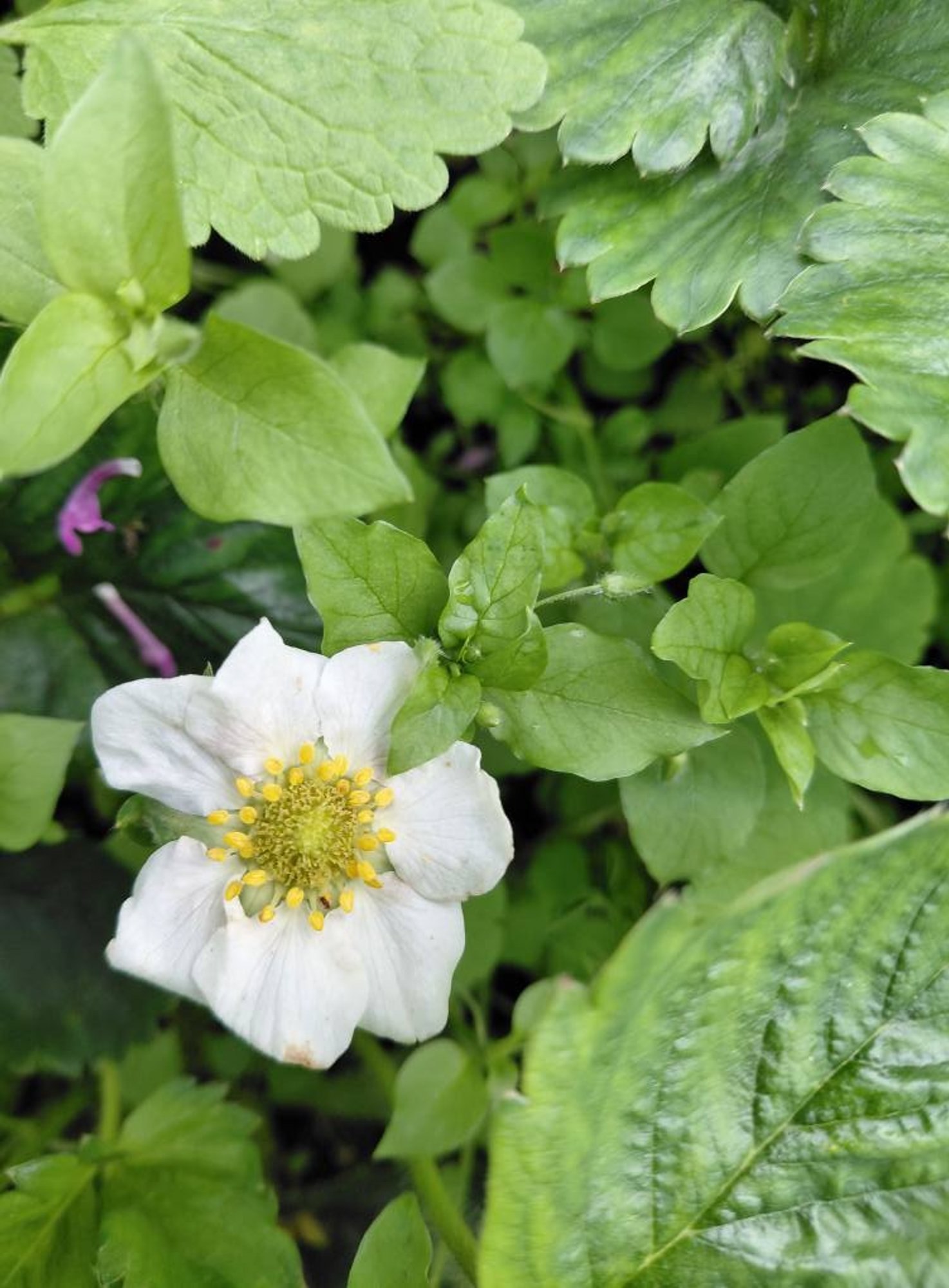 FOTOD | Võililled õitsevad sügisel! Vaata, millised taimed enda õisi ebatavaliselt hilja näitavad