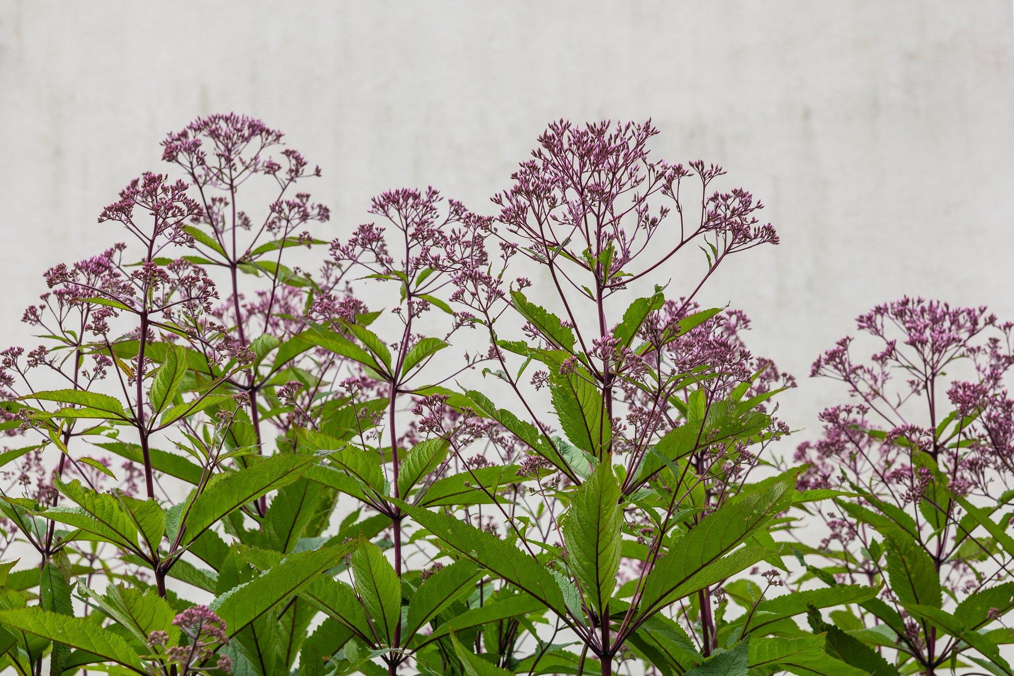Verev vesikanep püüab pilku oma kahemeetrise kõrgusega, sobides lillepeenra tagaritta