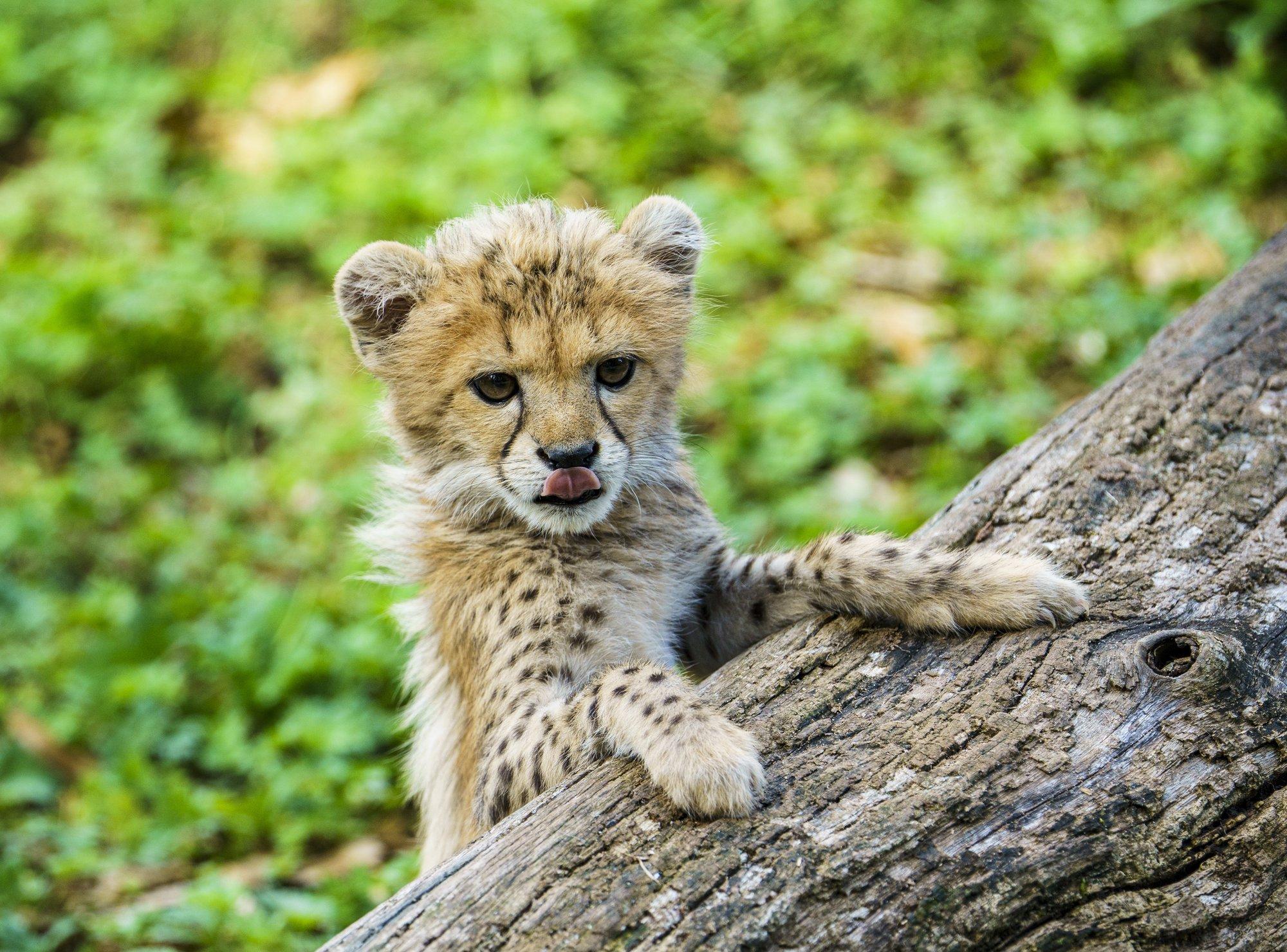 Gepardipaar Taylor Swift ja Travis Kelce sai kasuvanemateks