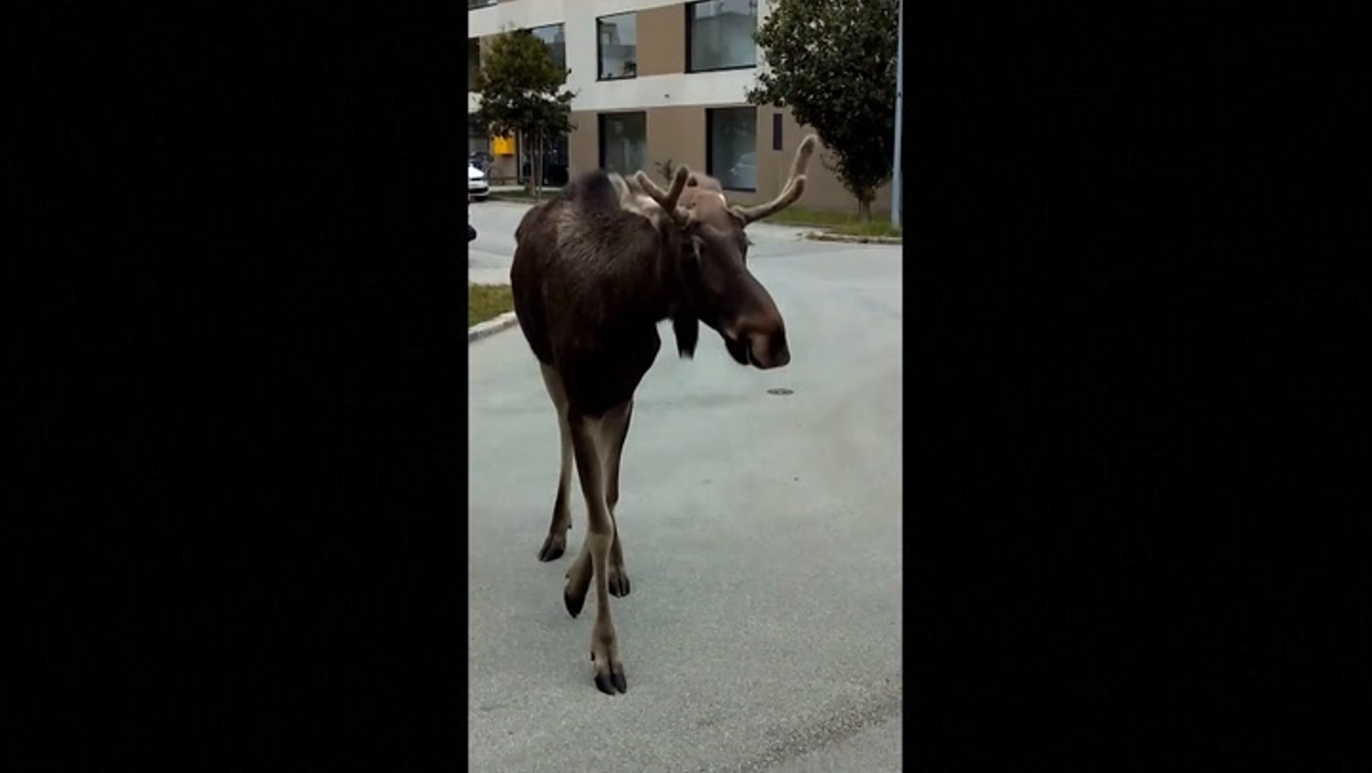 VIDEO | Nädalaid tänaval uidanud ja rongiliikluse seisanud immigrantpõder hoiab austerlasi ärevil