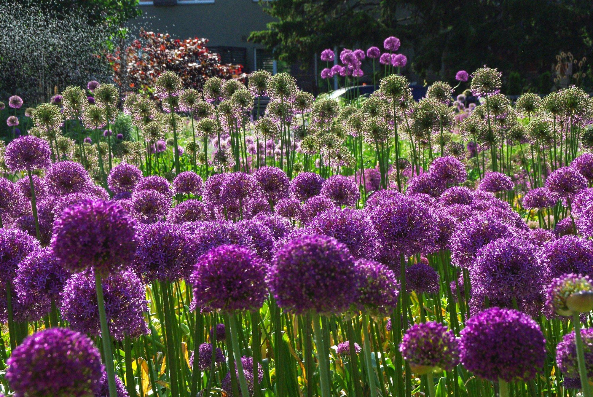 Vaata ja imetle, milliseid ilulauke saab meil kasvatada! Praegu on õige aeg lillesibulad mulda panna