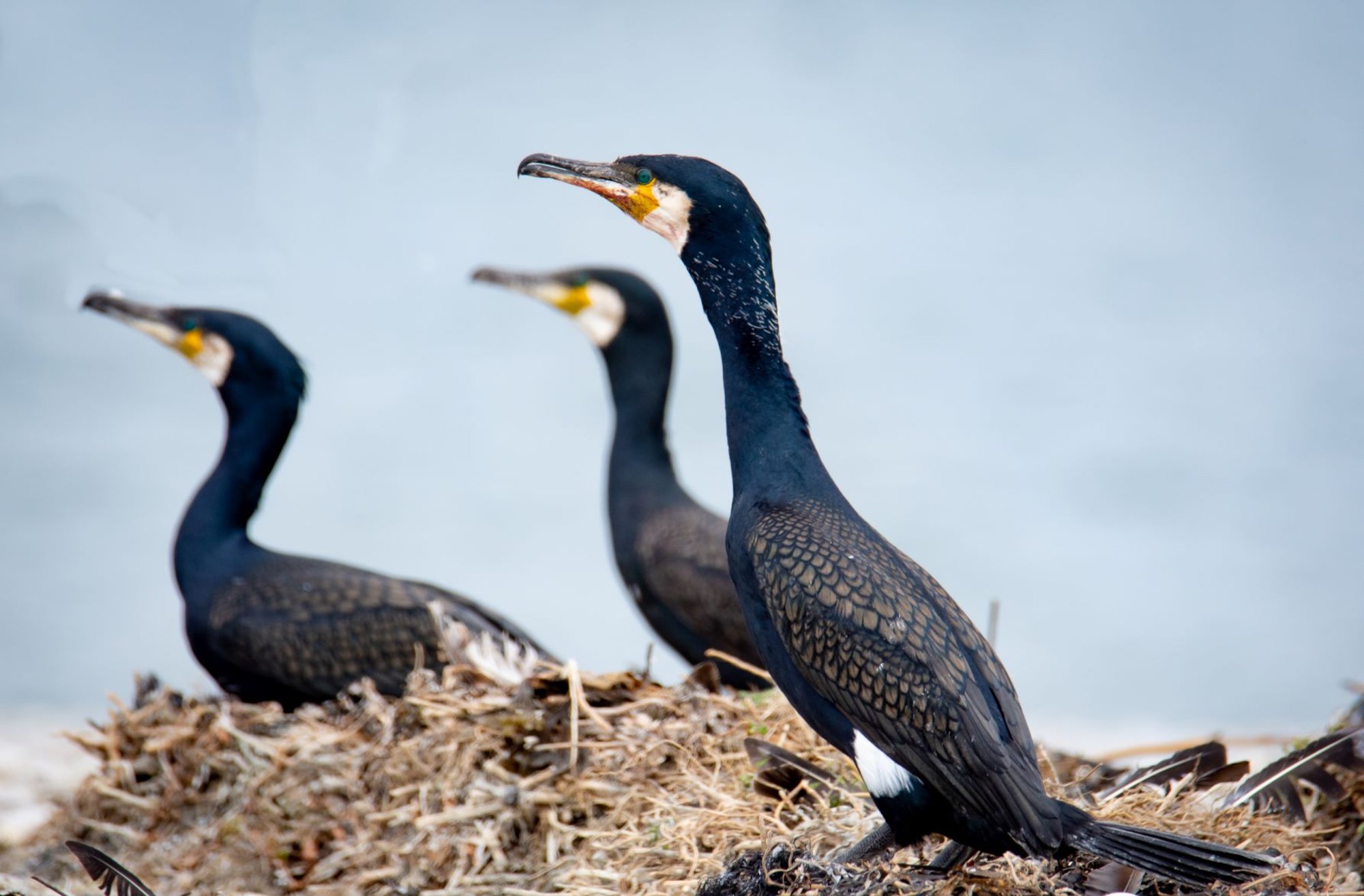 Kormoranide rünnak: kalurid on asunud siseveekogusid tõsise ohu eest kaitsma