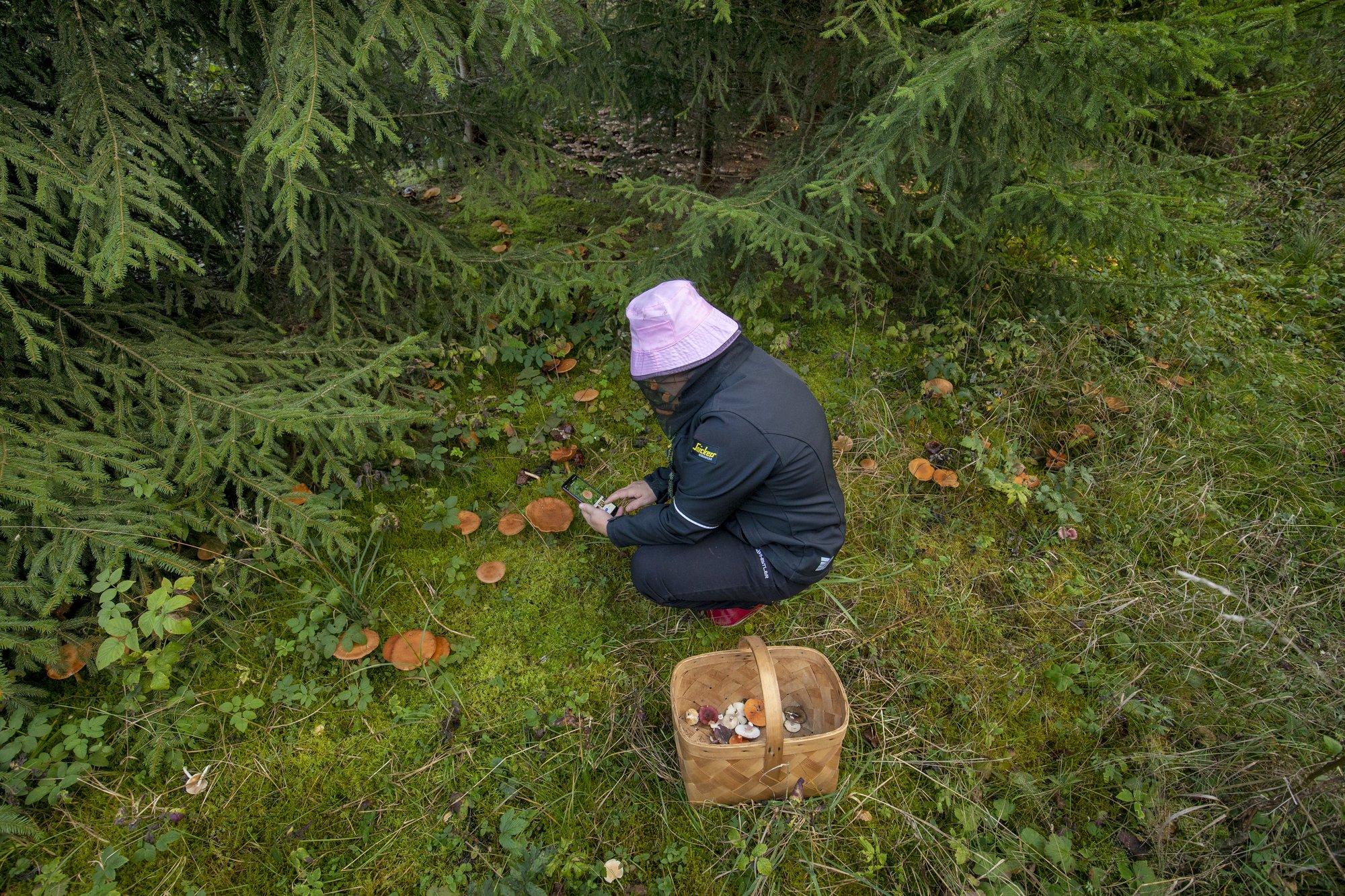 LUGEJA KÜSIB | Võõras inimene käis minu maal seeni korjamas. Kas võin tema korvi sisu endale nõuda?