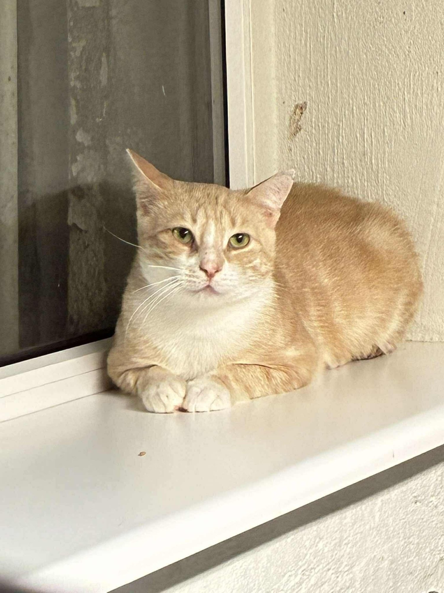 Just nagu koolis: kiusupunnidest kassid võivad oma ohvrilt lausa eluisu võtta