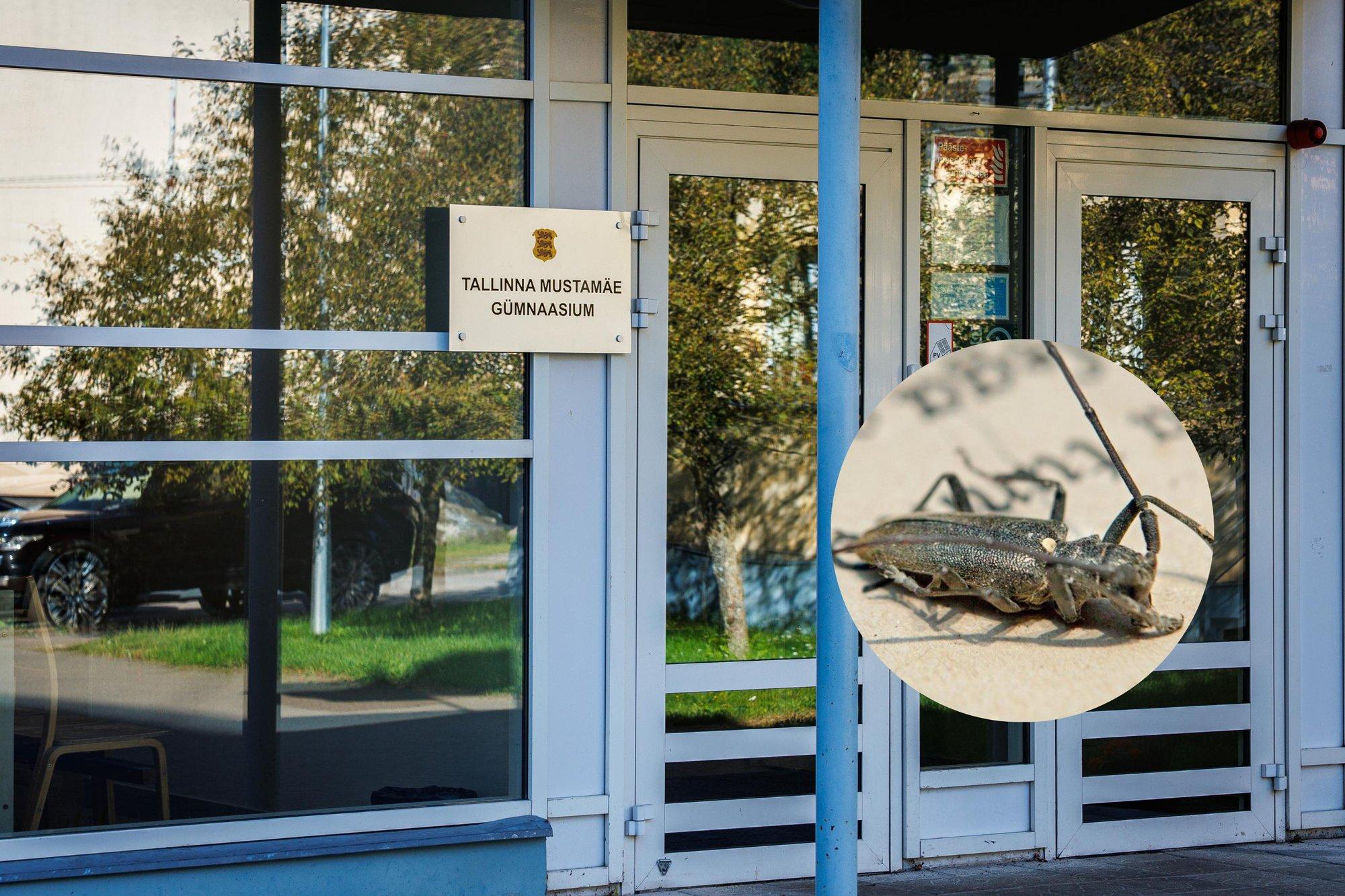 „Katsetame eri tõrjemeetodeid.“ Mustamäe gümnaasium võitleb juba paar aastat prussakatega