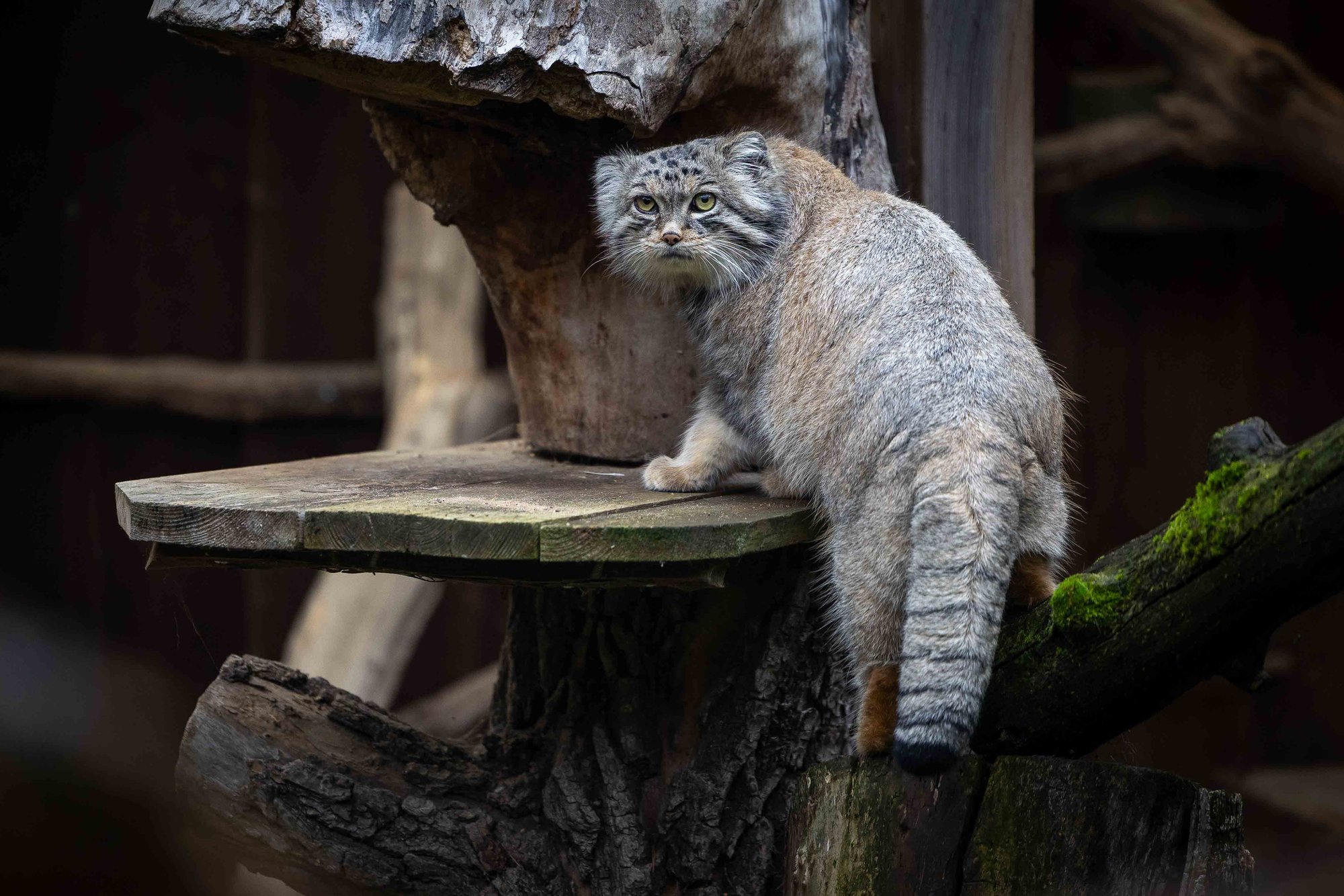 GALERII | Sügis muudab Tallinna loomaaia elanikud mõtlikuks