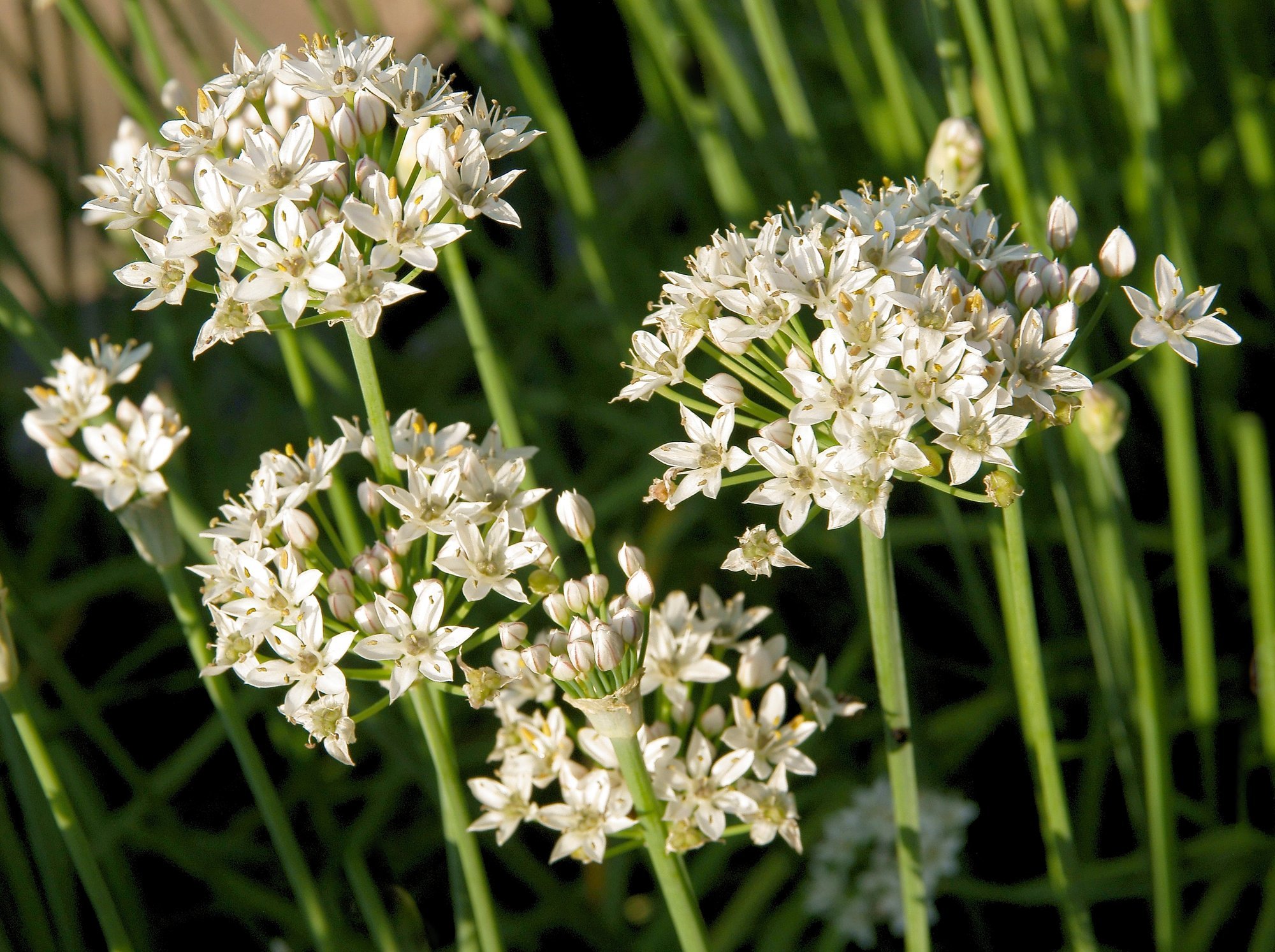Mugullauk annab suvel supirohelist ja sügisel kaunistab aeda valgete õisikutega