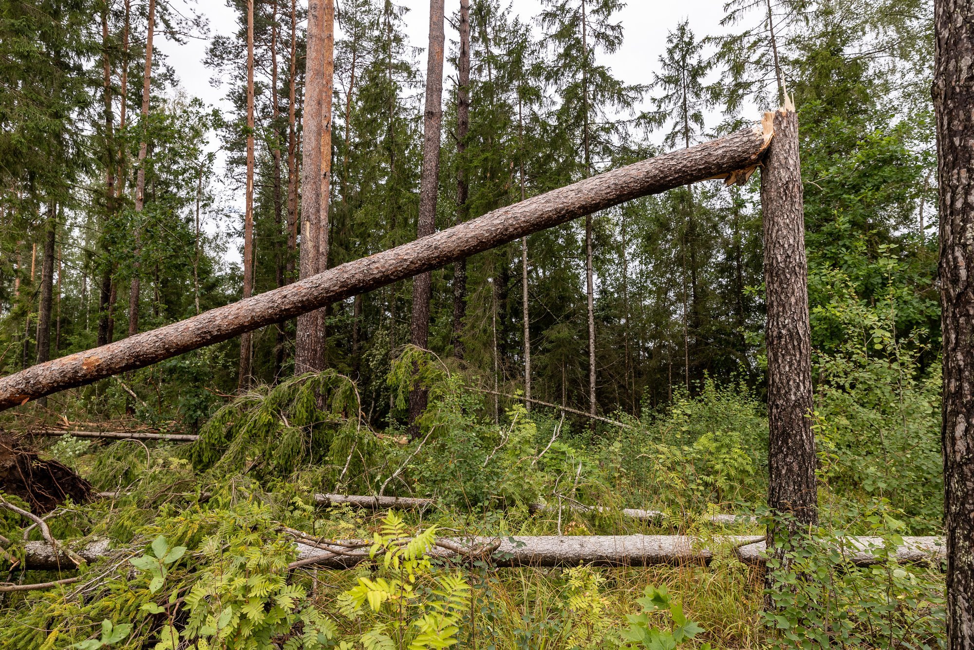 SPETSIALIST SELGITAB | Mida ette võtta, kui mets on kahjustatud?