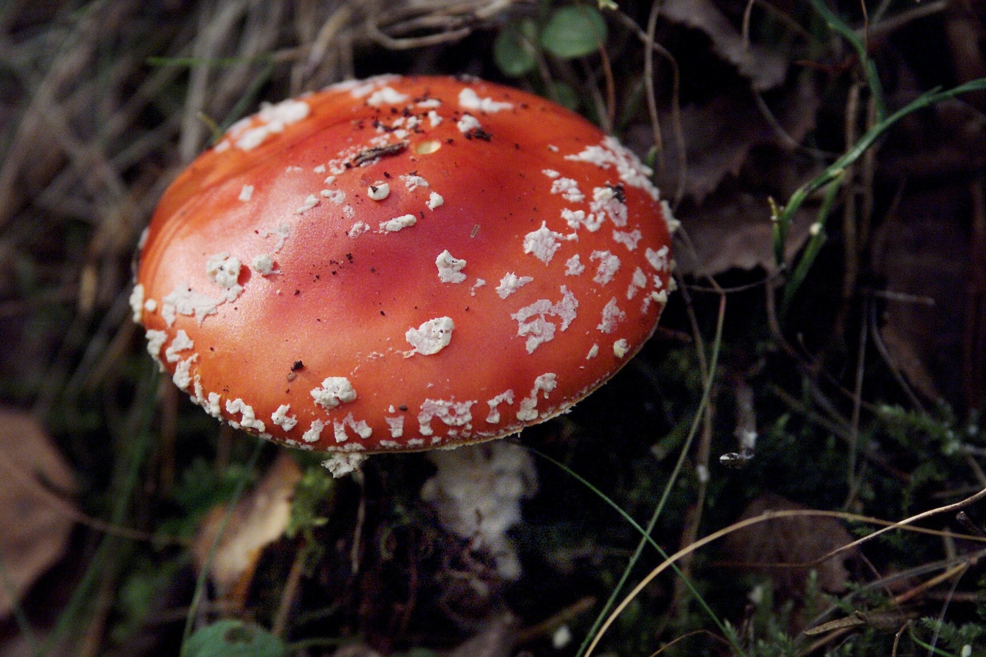 Kõiki seeni ei tasu korjata! Terviseametini on jõudnud hooaja esimesed tõsised mürgistusjuhtumid