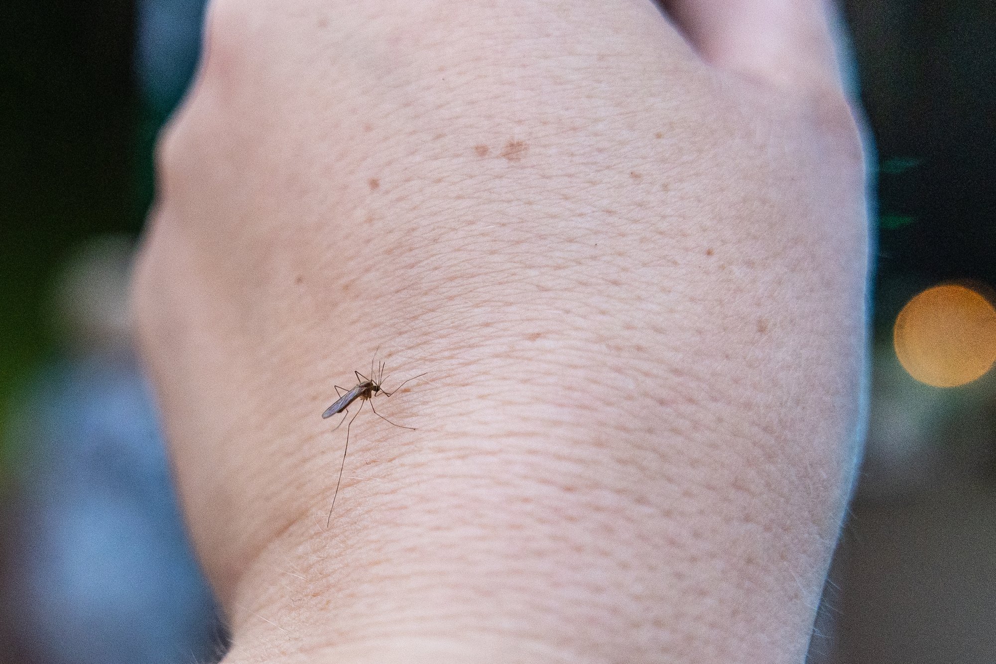 Itaalias on puhkenud sääskede poolt levitatava viiruse epideemia