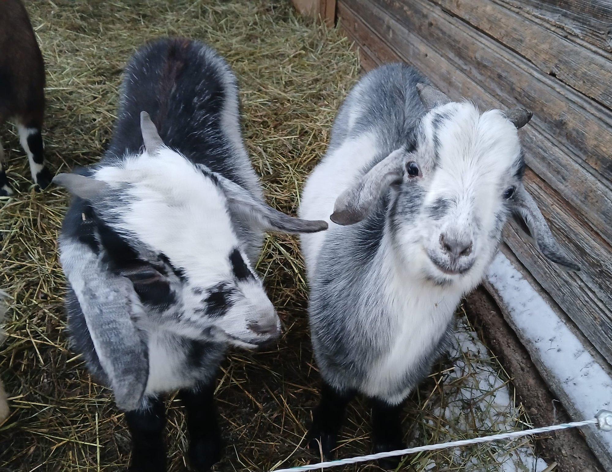 LOOMAPARGI LOOD | Turske kitsemammi andis tallekesele surmahoobi, vend Tony jäi õekest leinama