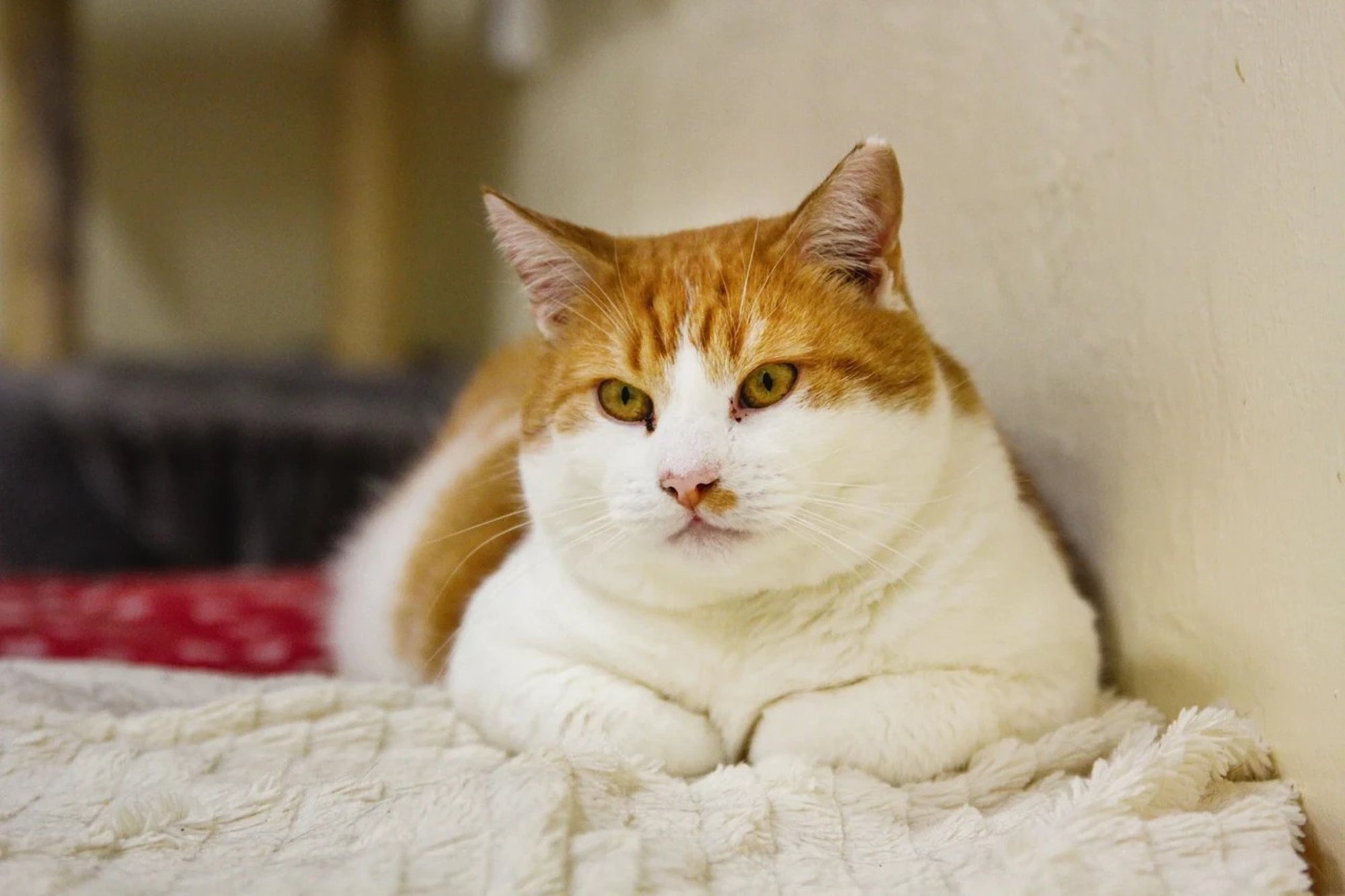 TAHAKS KOJU | Sügava hingeeluga Karla avaneb oma inimesele tasapisi