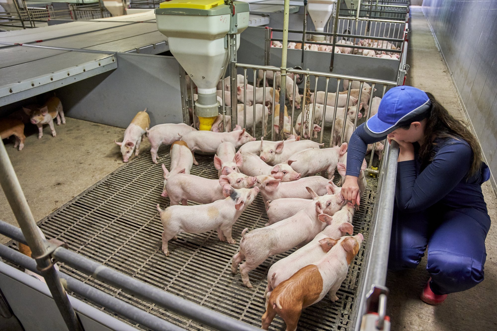 Eesti seakasvatajad vajavad riigilt tuge tootmise taastamiseks pärast SAK-puhanguid