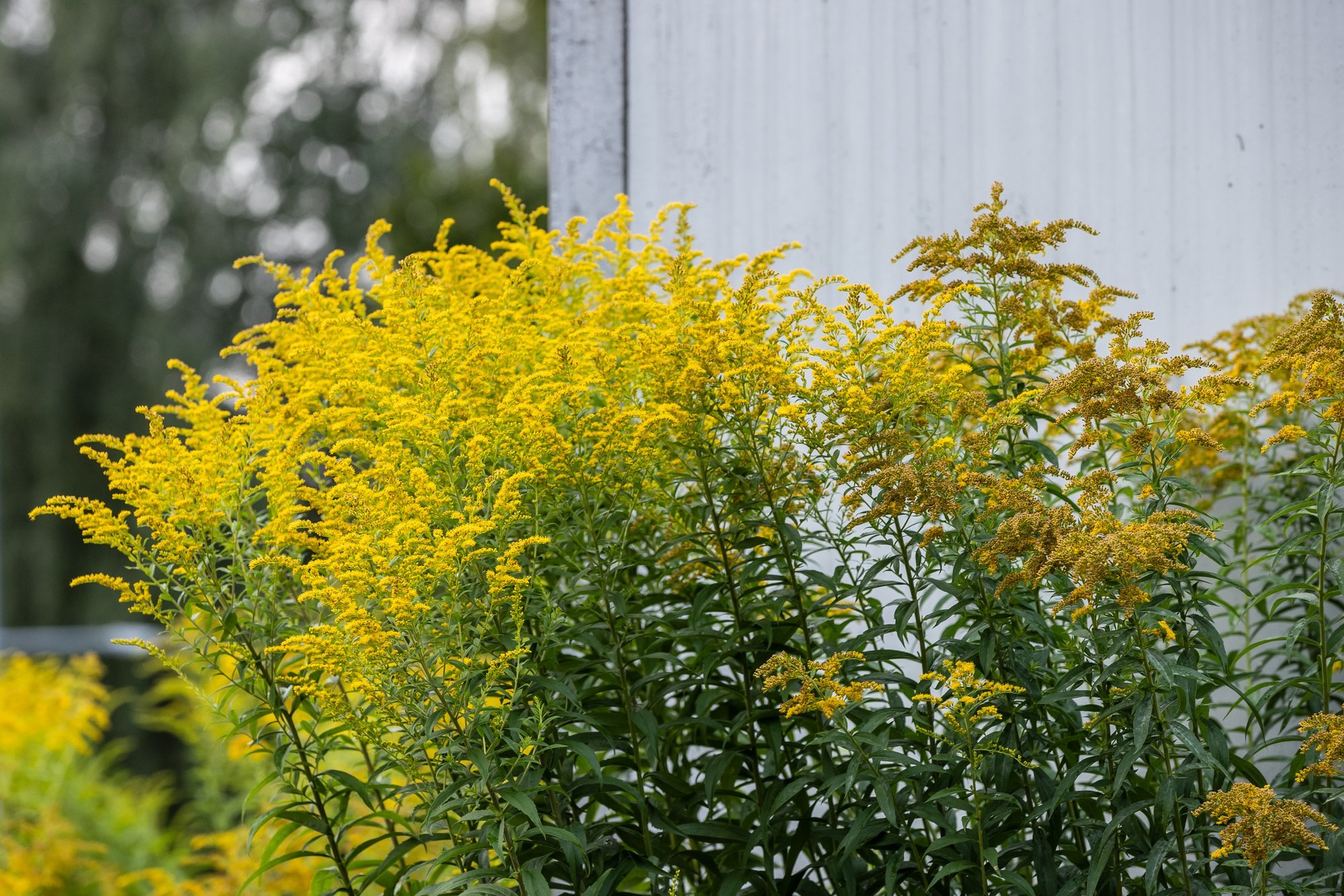 Kolm ilutaime, millest on saanud invasiivne nuhtlus. Juhised, kuidas neist lahti saada