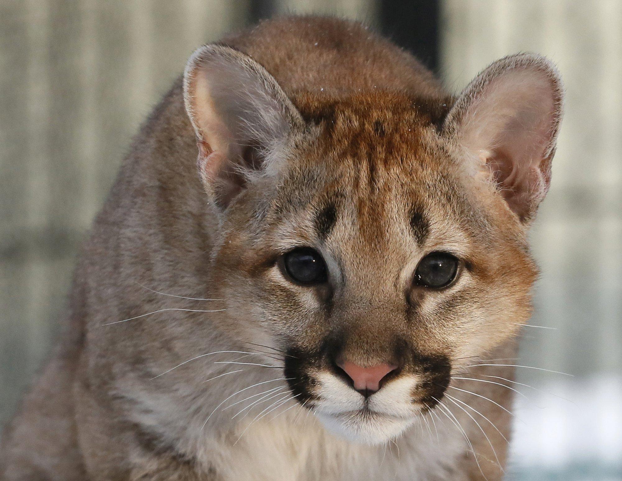 Käpajäljed viivad Venemaale: ärevust tekitanud puuma võib Eesti visiite teha hoopis idanaabri juurest