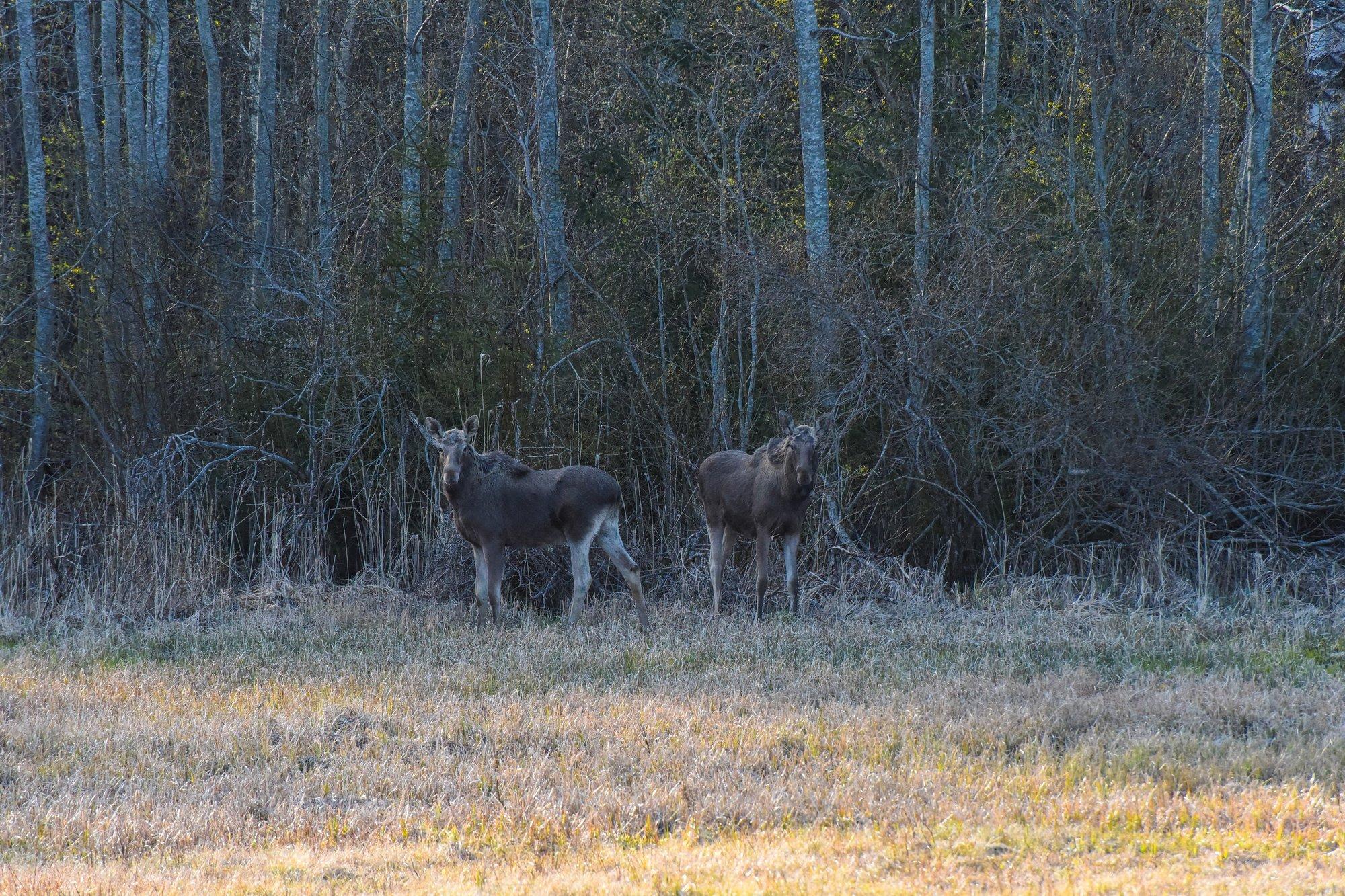 Jahituriste köidavad meie põdrad ja metssead. Ühel juhul pidurdab küttimist arvukus, teisel juhul seakatk