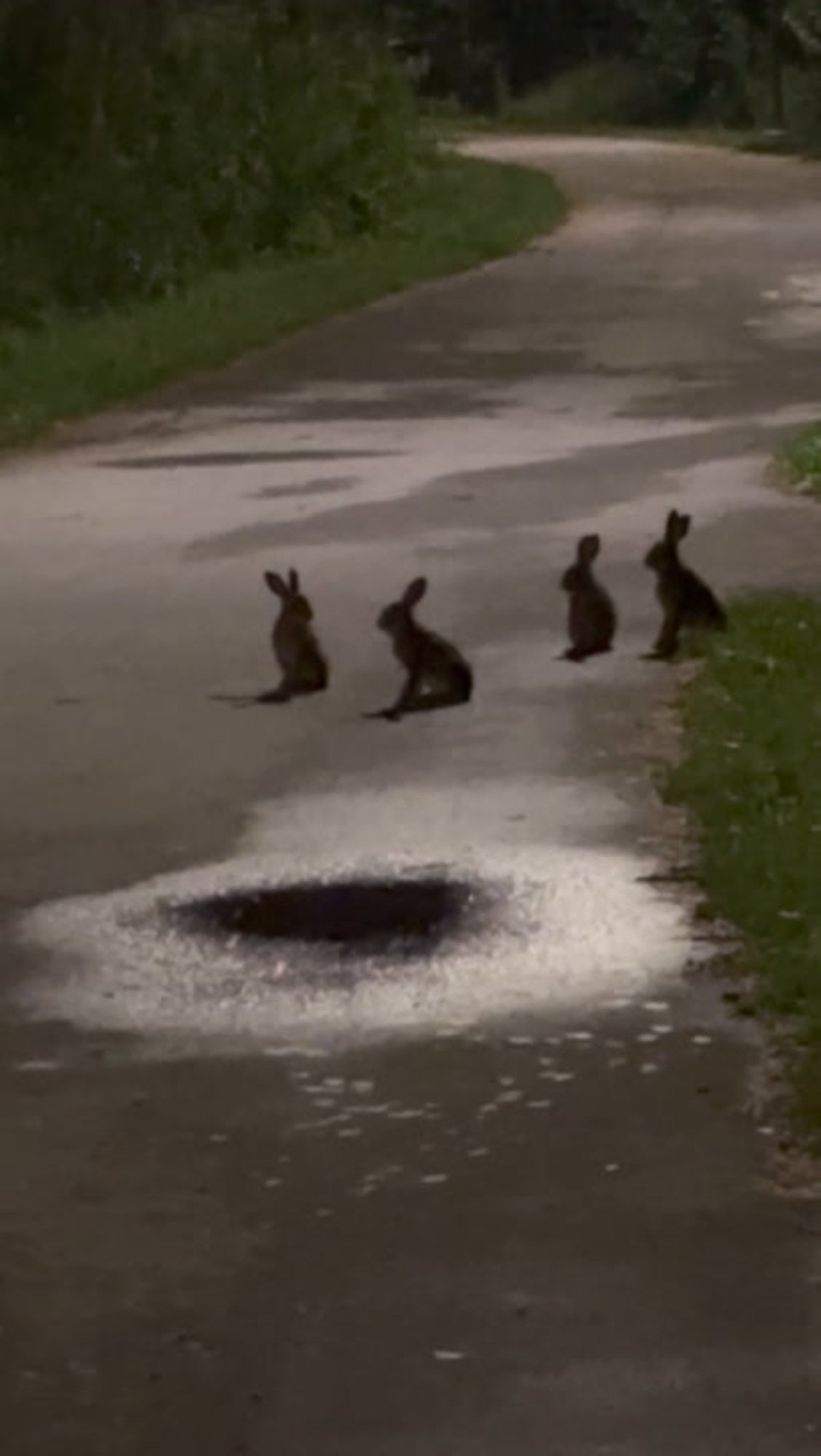 LUGEJA VIDEO | Jänesepojad ootavad kannatamatult ema, kes tulekuga ei kiirusta