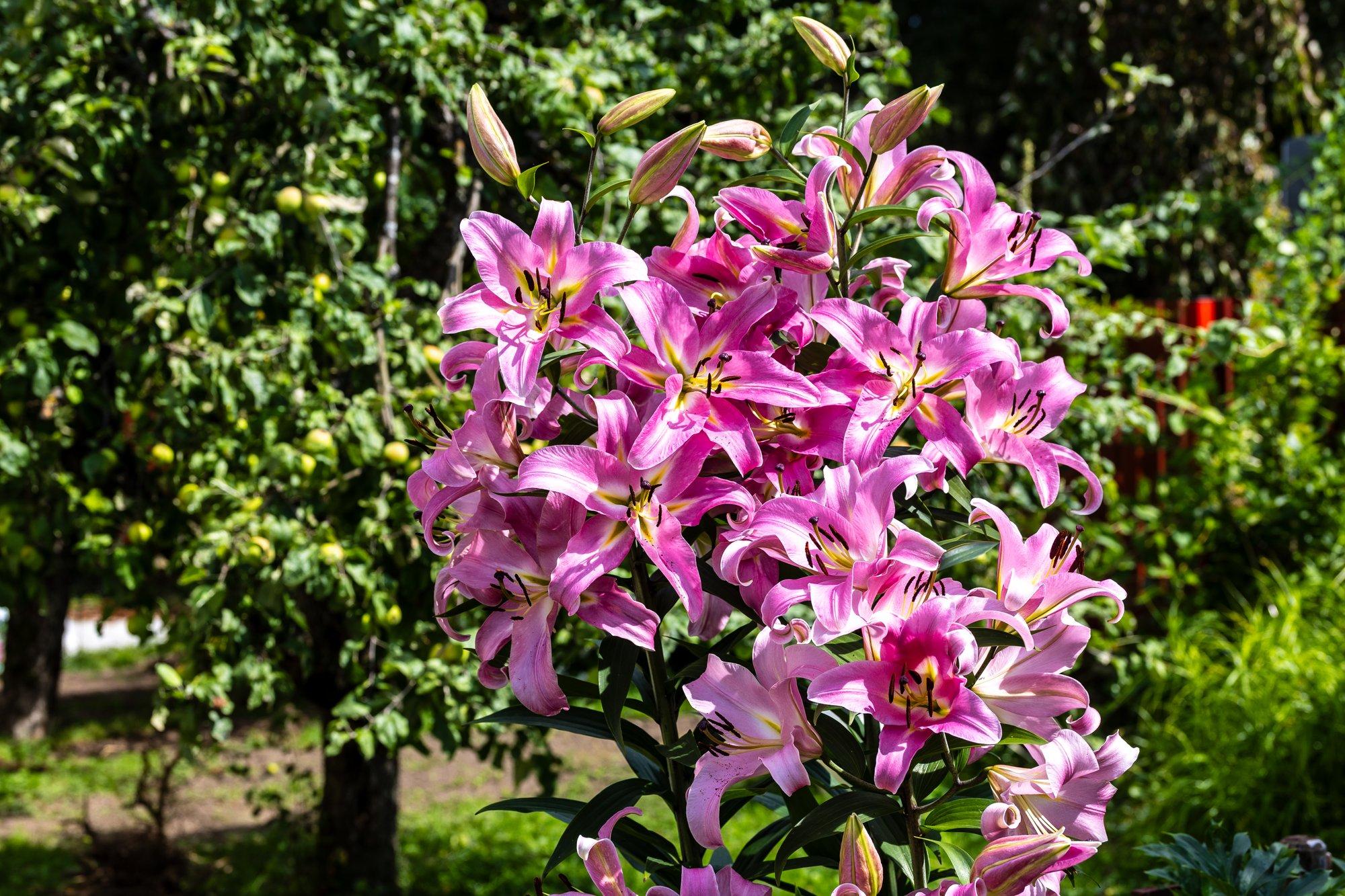 VIDEO | Põhjalik õpetus, kuidas istutada liiliasibulad õigesti