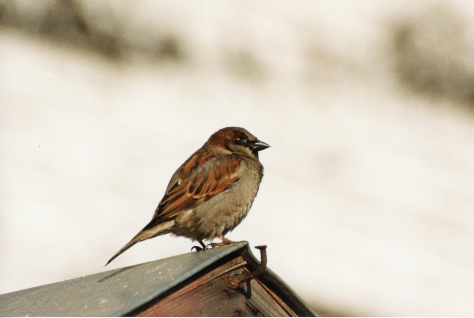 LUGEJA KÜSIB | Mida teha, kui naaber viskab marjavõrkudesse kinni jäänud surnud linde minu aeda?