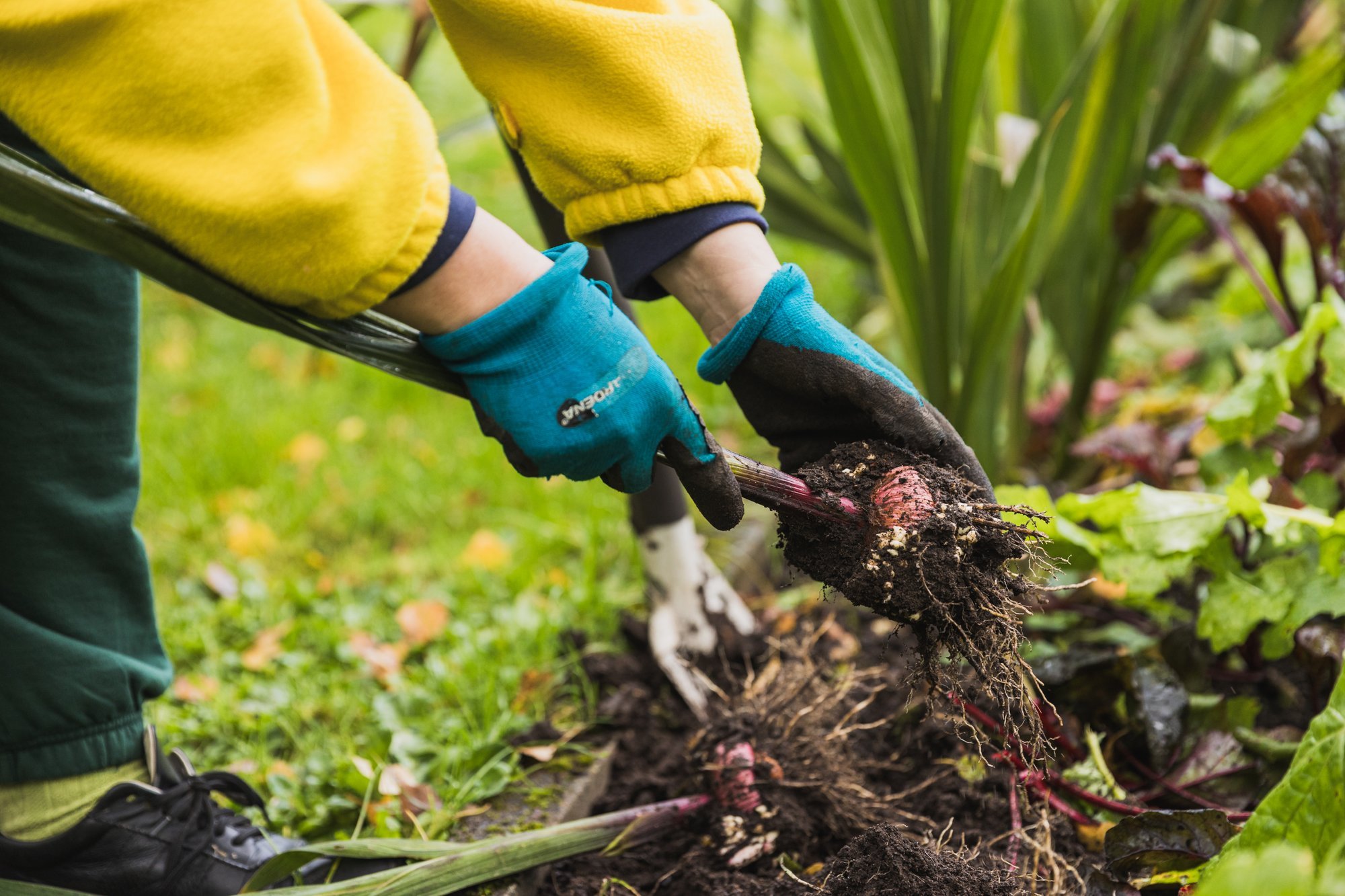 Millal gladioolisibulad üles võtta ja kuidas neid talvel säilitada?