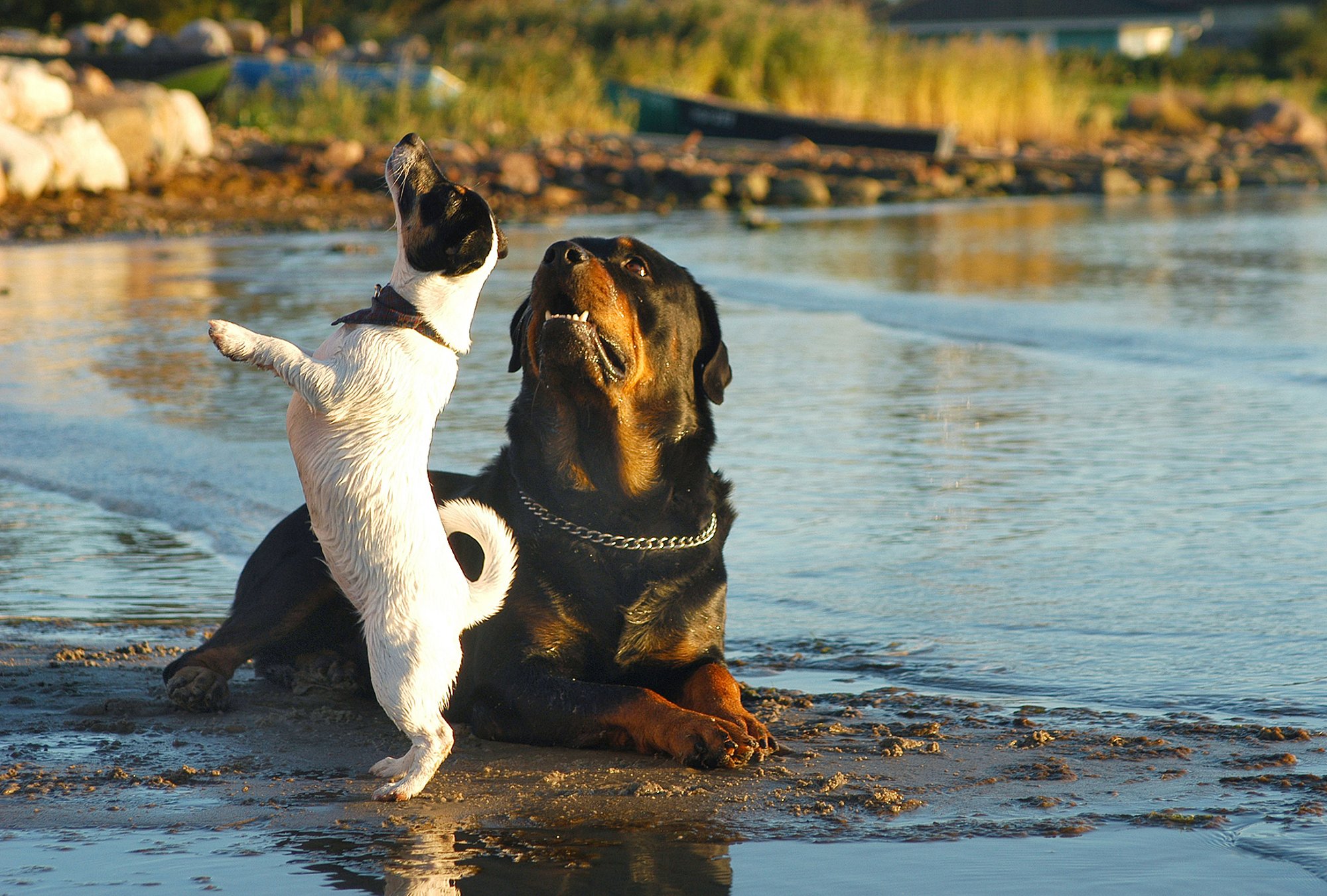 5 koeratõugu, kelle adopteerimise üle tasub lastega peredes põhjalikult järele mõelda