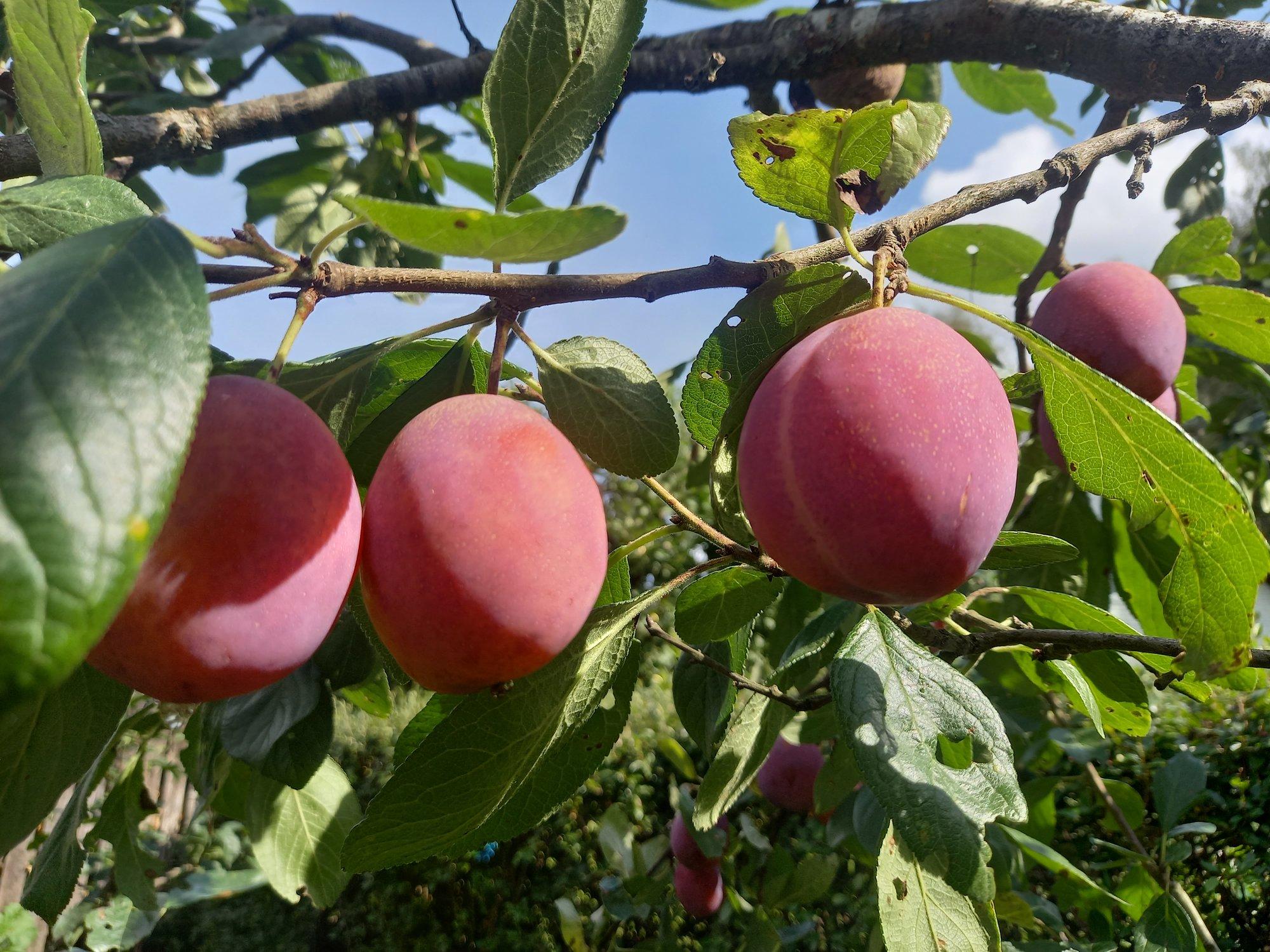 Ploomid on ussitanud, kas edaspidi saab korraliku saagi? Spetsialist annab vastuse!