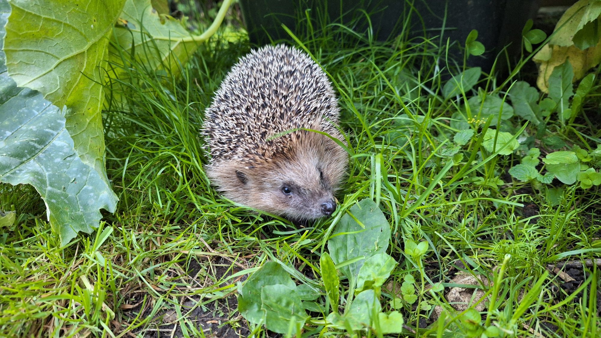 LUGEJA KÜSIB | Kuidas saaksin endale „oma siili“, kes minu juures talvituks ja tervislikult sööks?