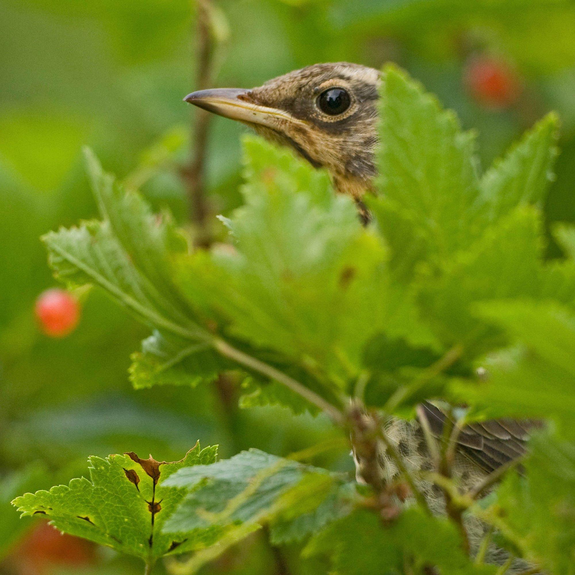 Linnud tikuvad marjapõõsasse: milline kaitsevõrk säästab nende elusid?
