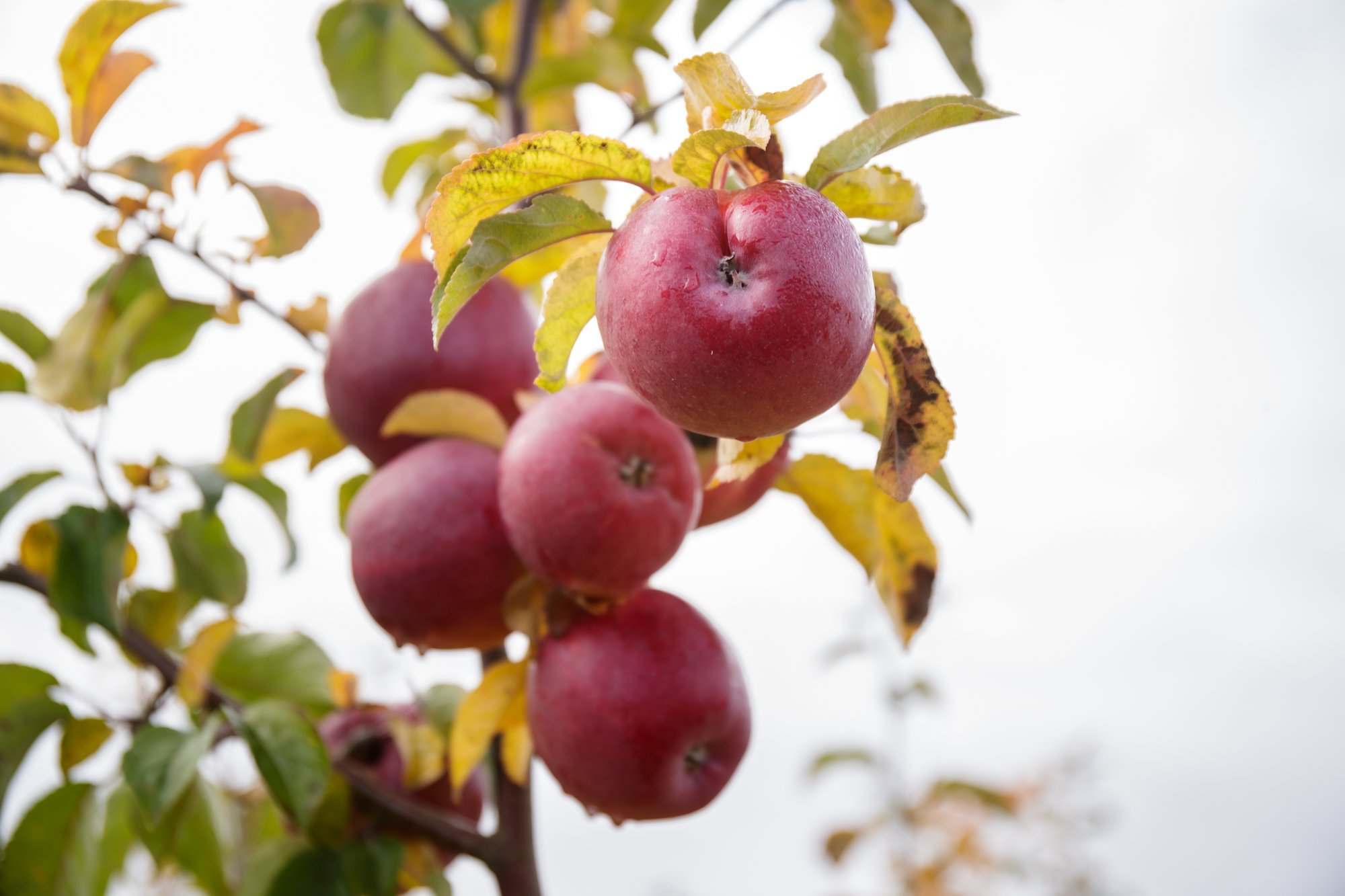 15 nippi, mis aitavad õunu säilitada, nii et neid jaguks ka talvel söömiseks