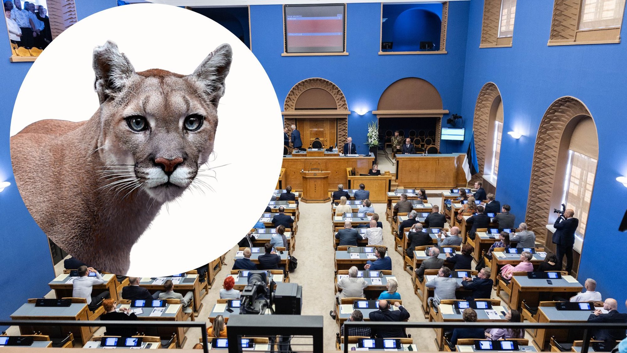 Puumajaht jõudis parlamenti: „Ühest küljest on ju tore ja romantiline: näe, meil on siin ilvese kõrval veel ka keegi puuma“