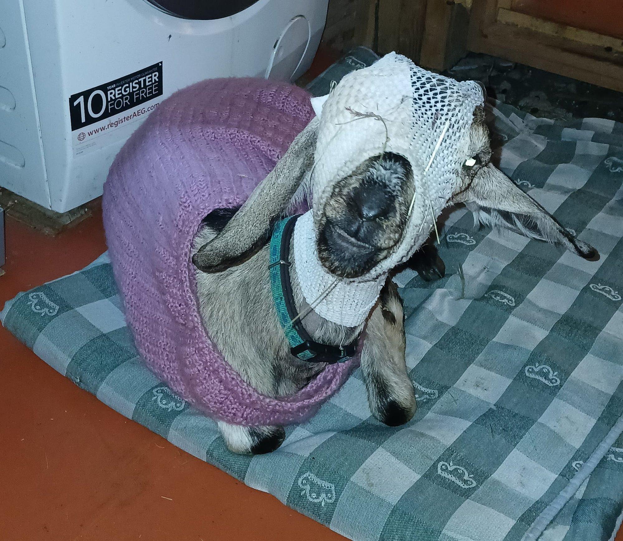 LOOMAPARGI LOOD | Piraadi välimusega kitseke sai õelt elupäästvat verd ja käis kaupluse parklas pissil