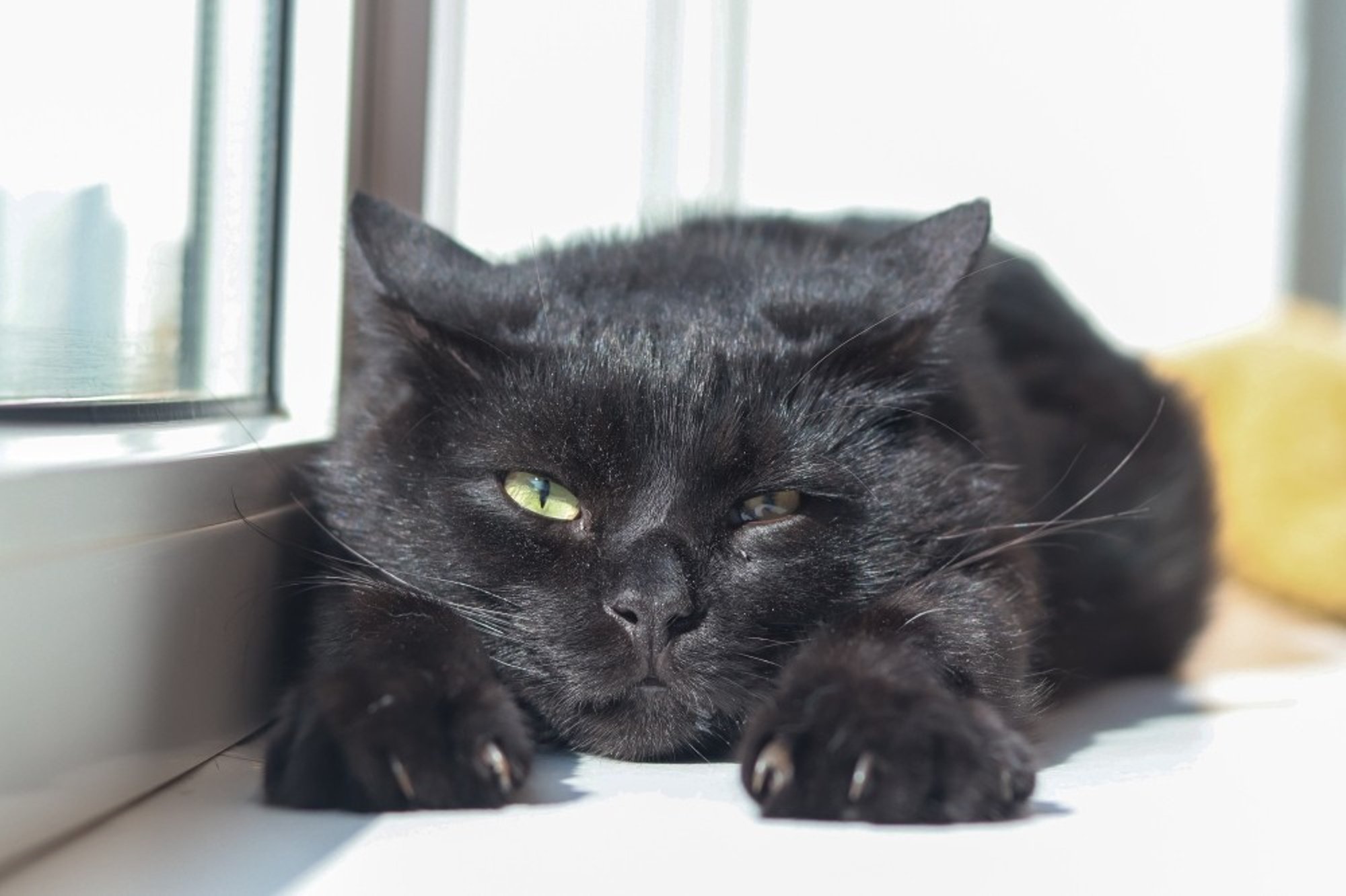 Kehvveresusega kassipoissi Samueli ootab ees pikk ja kulukas ravi