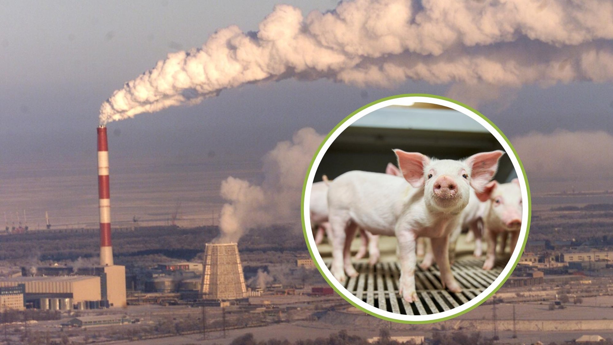 Alternatiiv matmisele: Irus proovitakse hukatud sigadest elektrit ajada