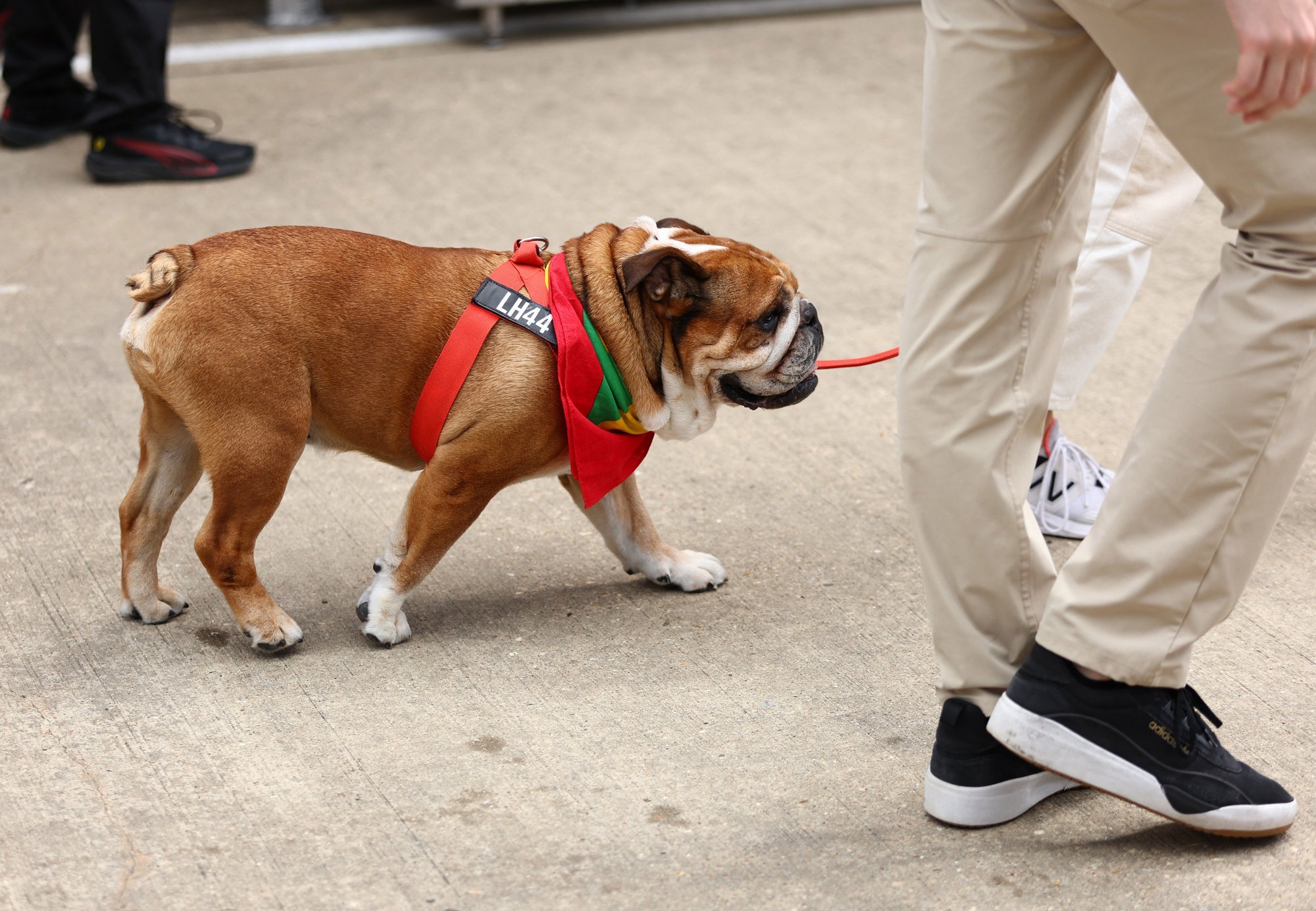 Lewis Hamilton jättis koomasse langenud Roscoe tõttu testile minemata. „Me ei tea, kas ta ärkab“
